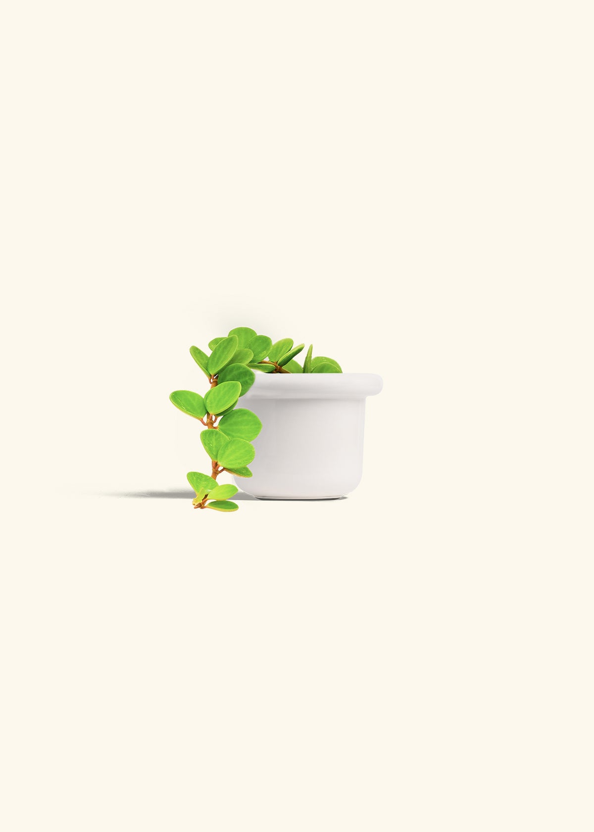 1200x1680 Peperomia 'Hope' / Classic (Rose Pink)