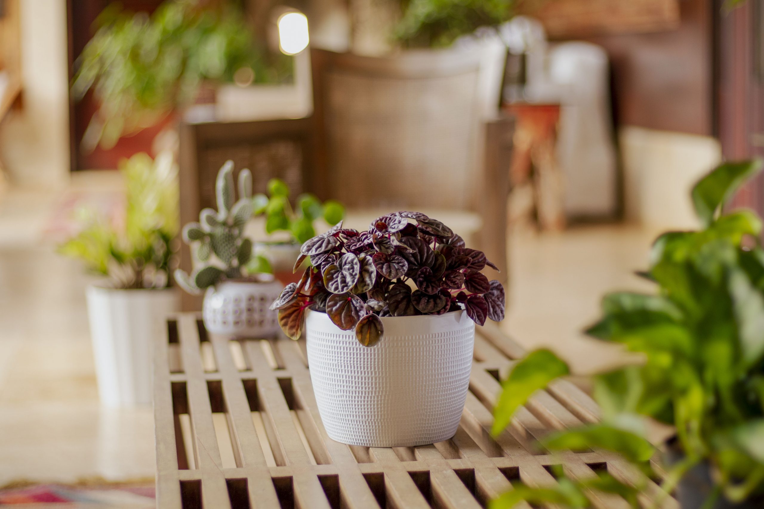 2560x1707 Peperomia Picture Garden Bureau