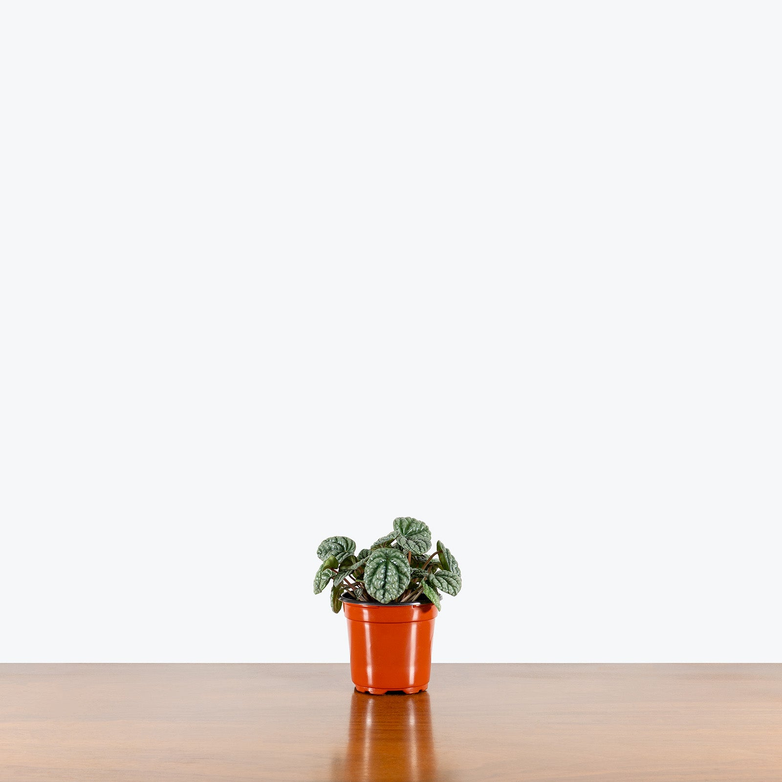 1600x1600 Peperomia Burbella. Care Guide and Pro Tips from Toronto across Canada