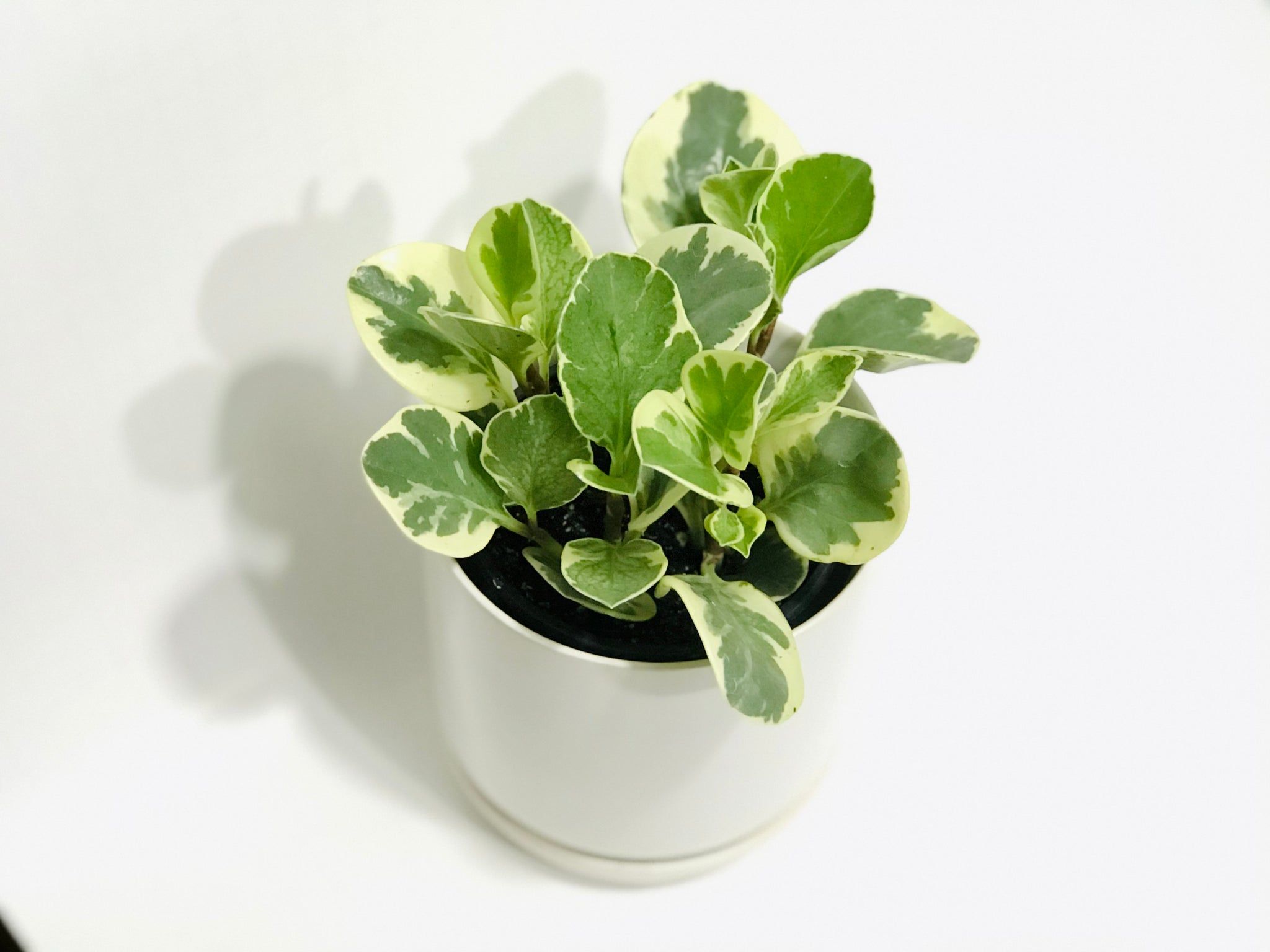 2048x1536 Peperomia Marble (Peperomia Obtusifolia)