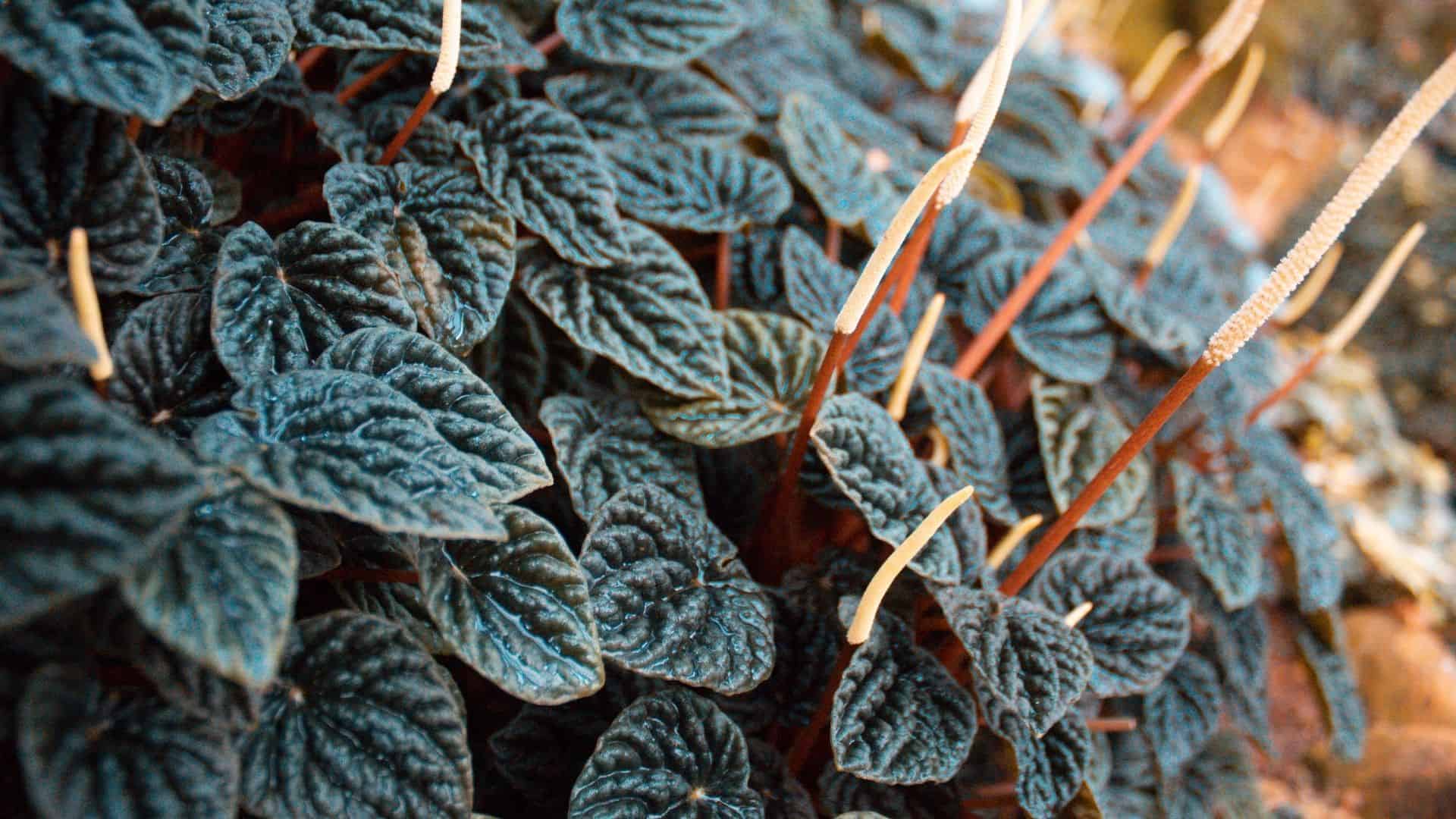 1920x1080 Peperomia Care Guide
