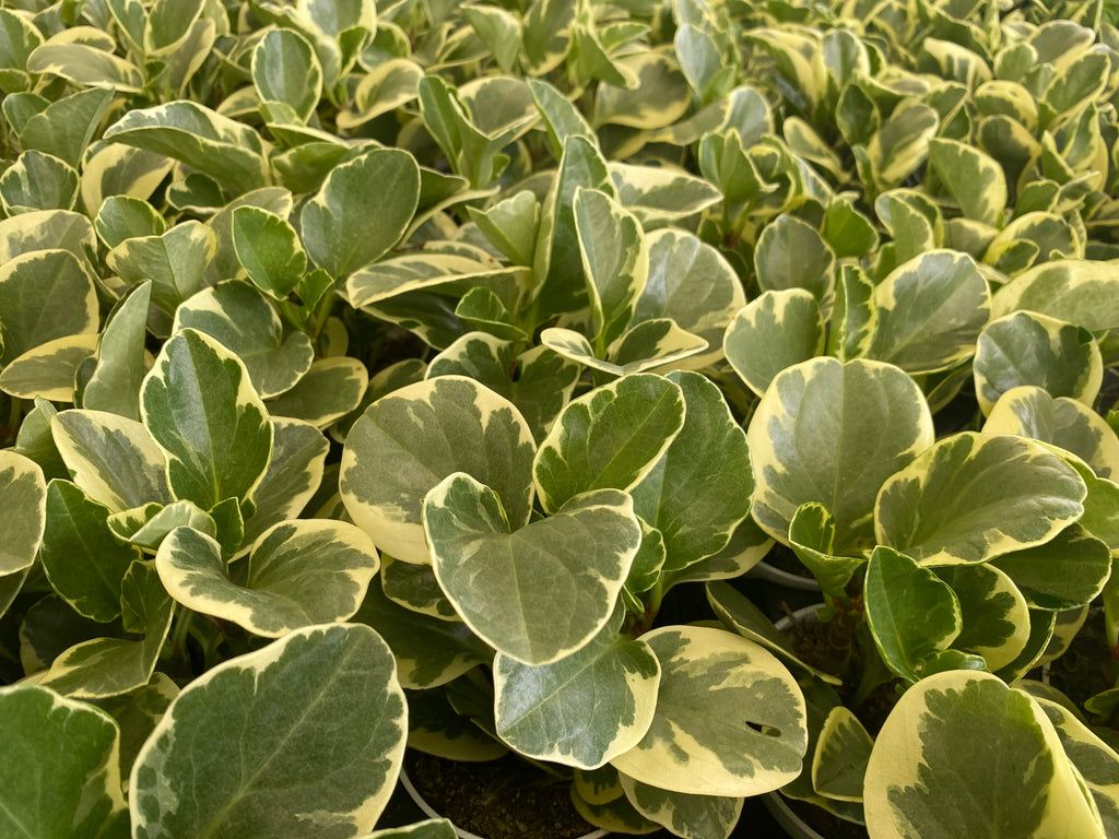 1024x768 Peperomia