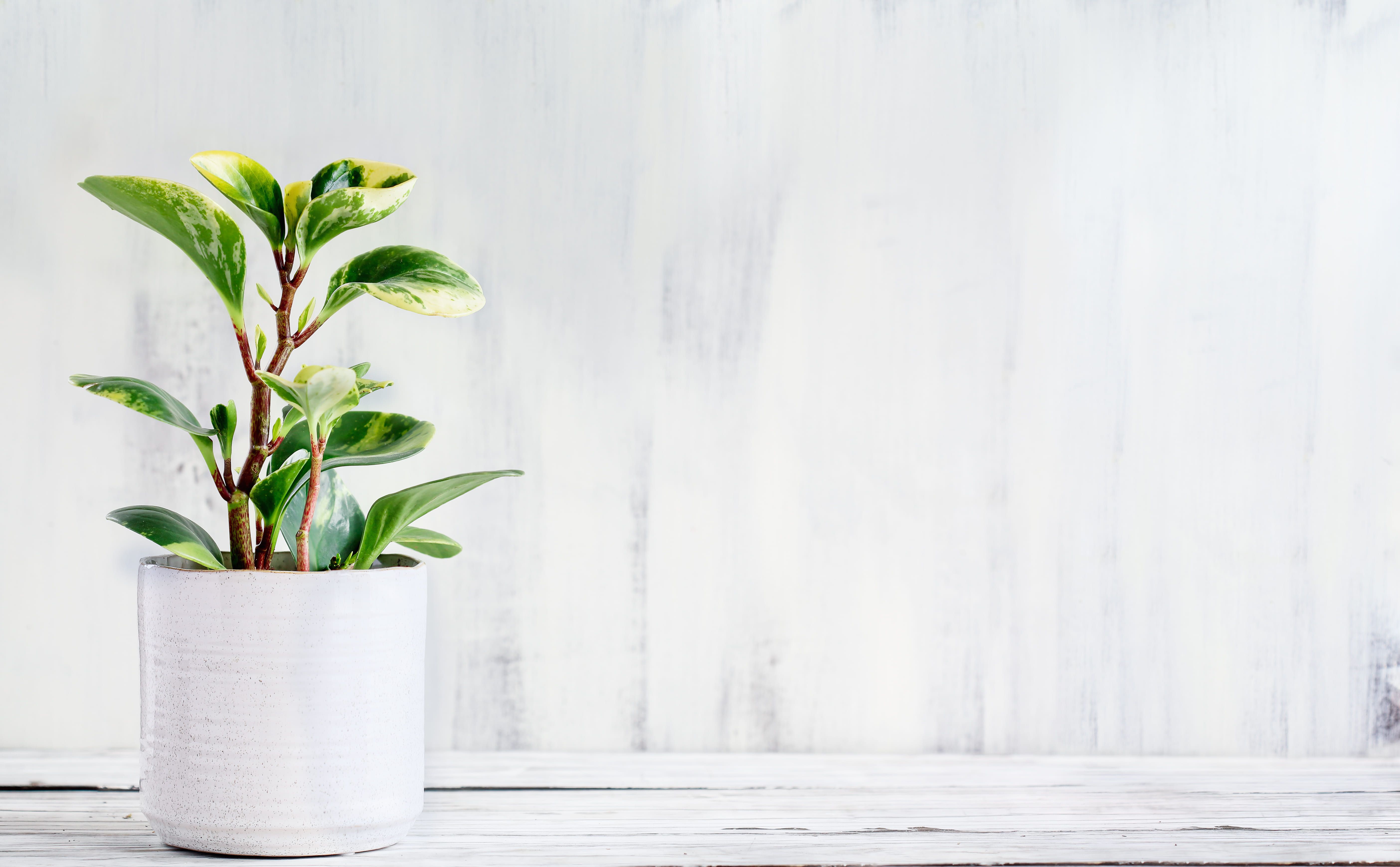 5616x3477 How to care for a Peperomia obtusifolia