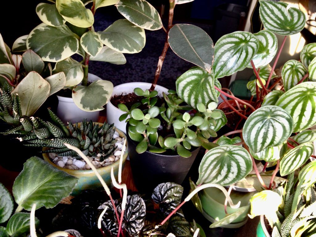 1024x768 Peperomia Party: A Guide to Peperomia