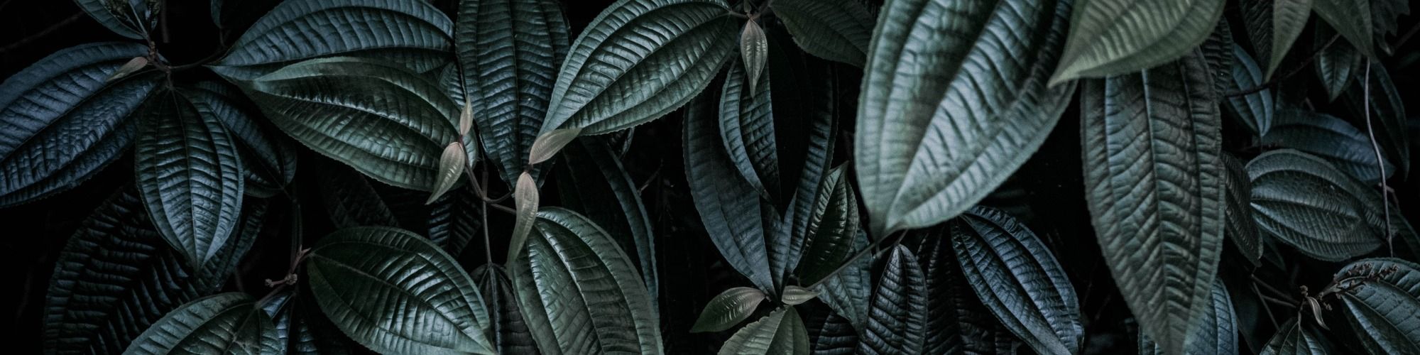 2000x500 Peperomia