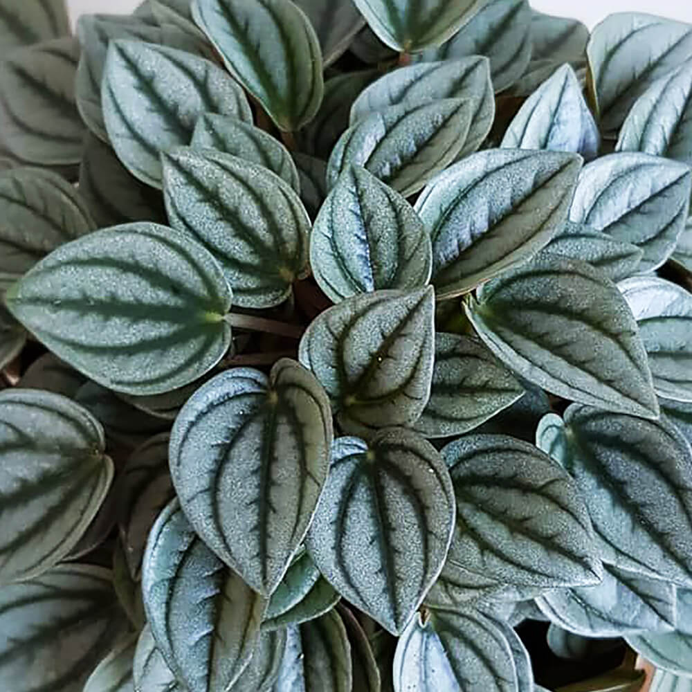 1000x1000 how to care for peperomia Life instructions & guides
