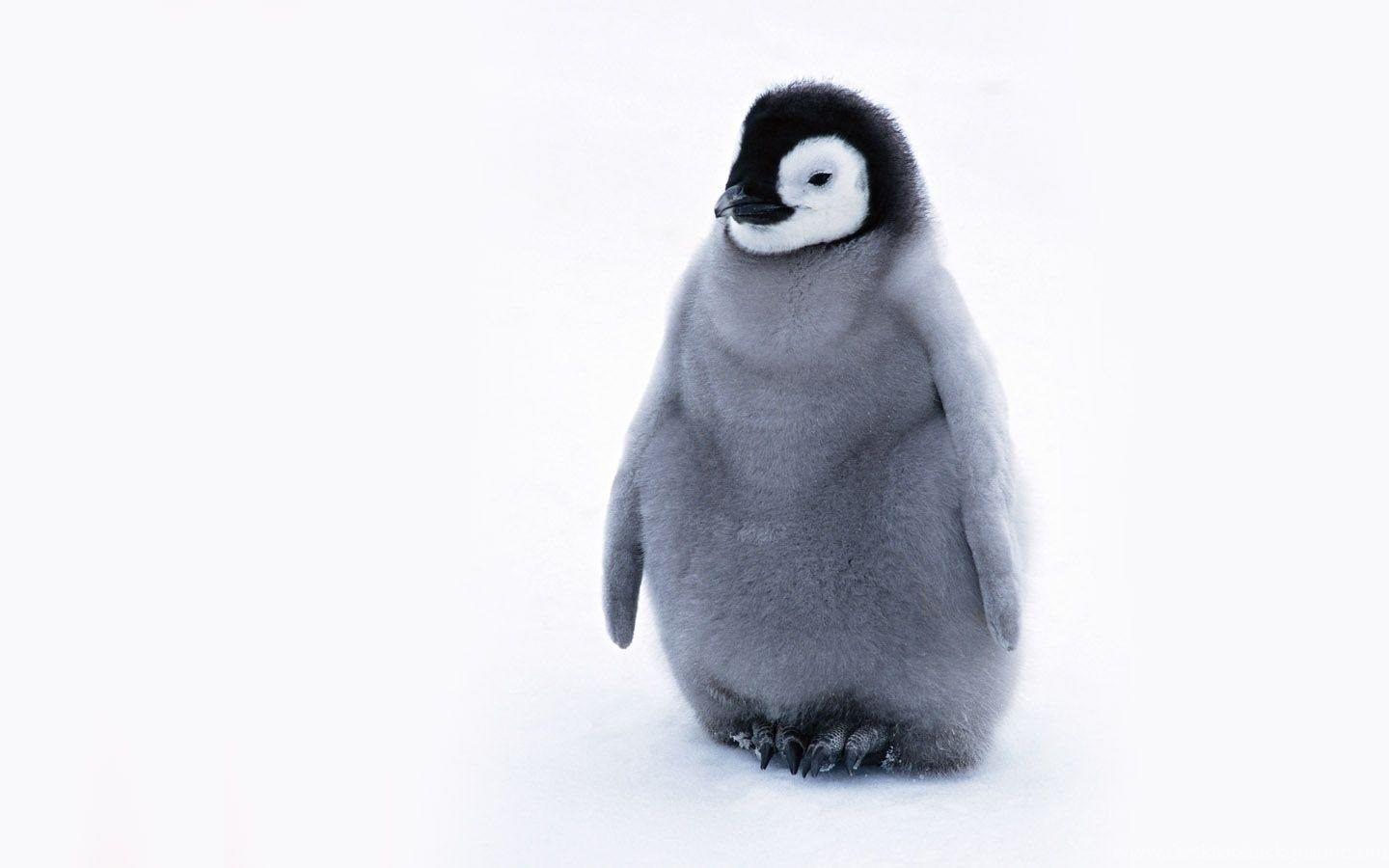 1440x900 Cute Penguin Penguins Wallpaper Fanpop Desktop Background