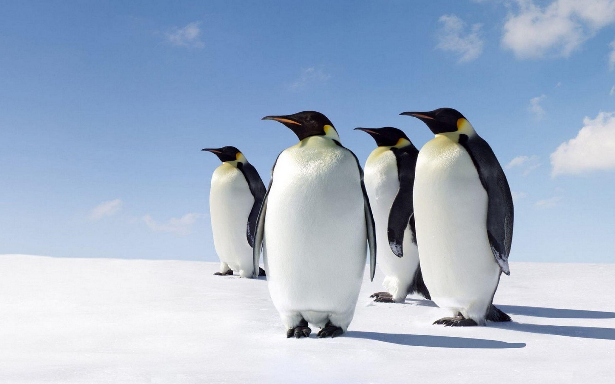 2560x1600 Free download Cute Penguins Wallpaper HD Download For Desktop