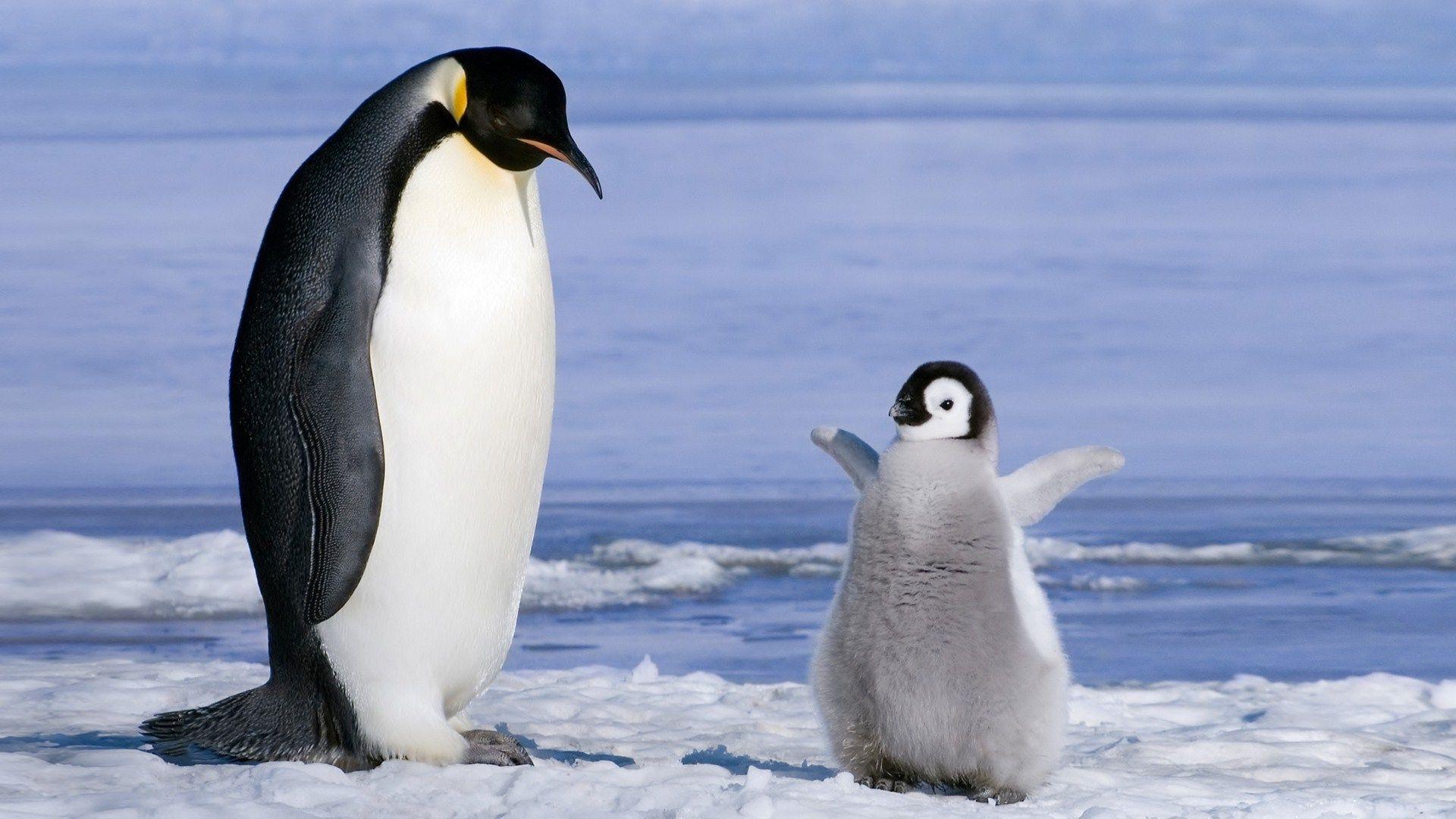 1920x1080 Penguin Background for Computer