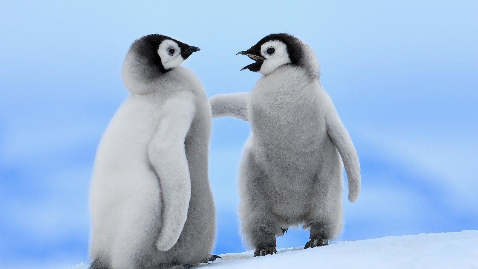 1600x900 Cute Baby Penguins wallpaperx900