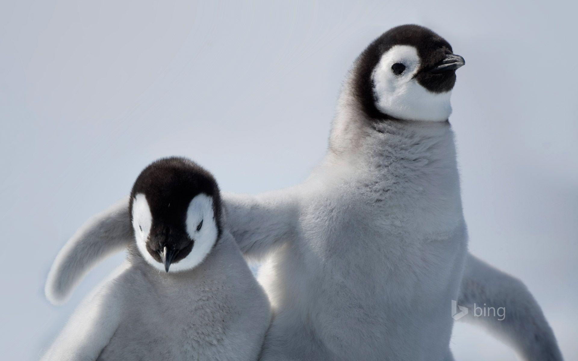 1920x1200 Cute Baby Penguins Penguin Chicks In Antarctica, HD