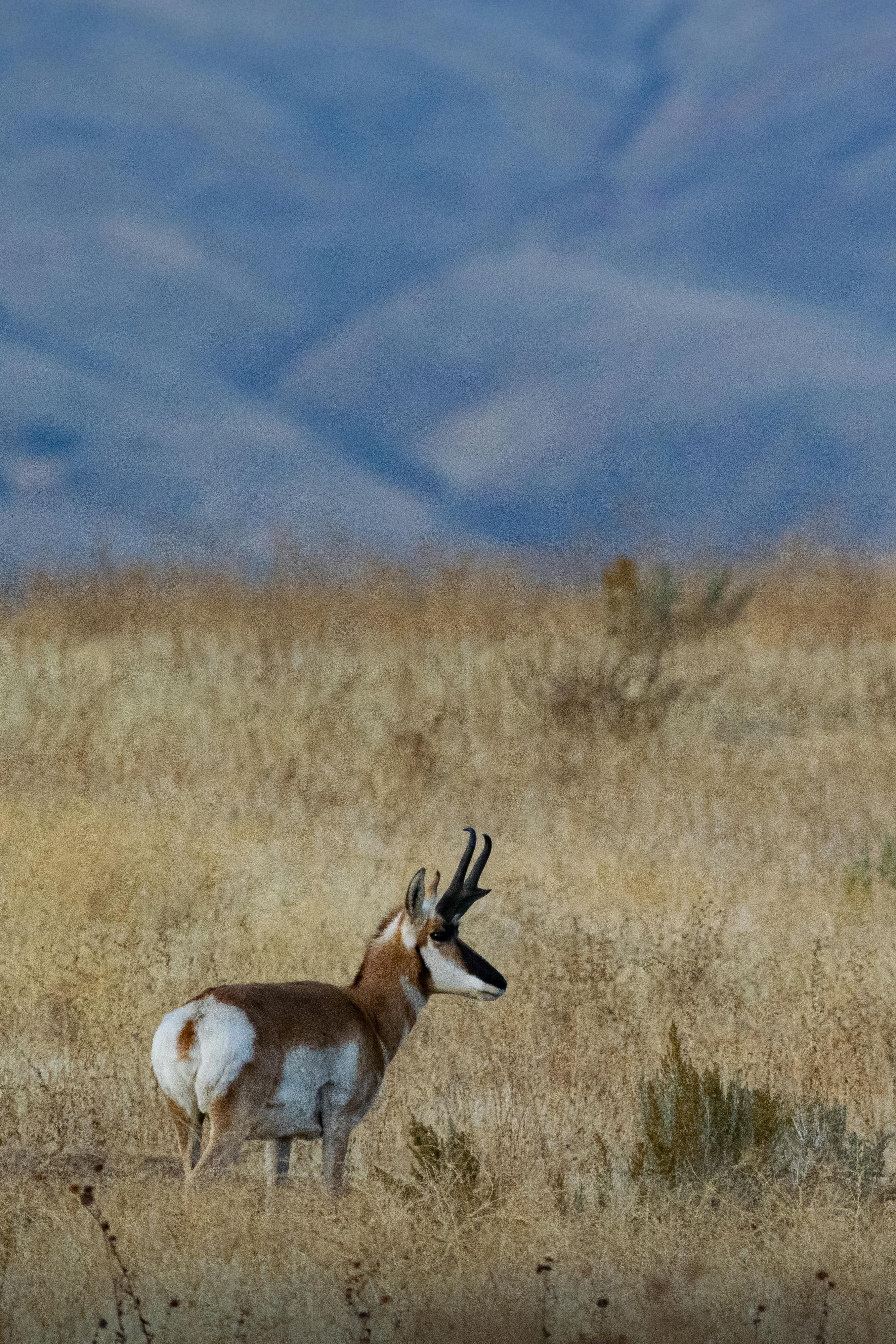 2667x4000 Pronghorn Antelope Photo, Download The BEST Free Pronghorn Antelope & HD Image