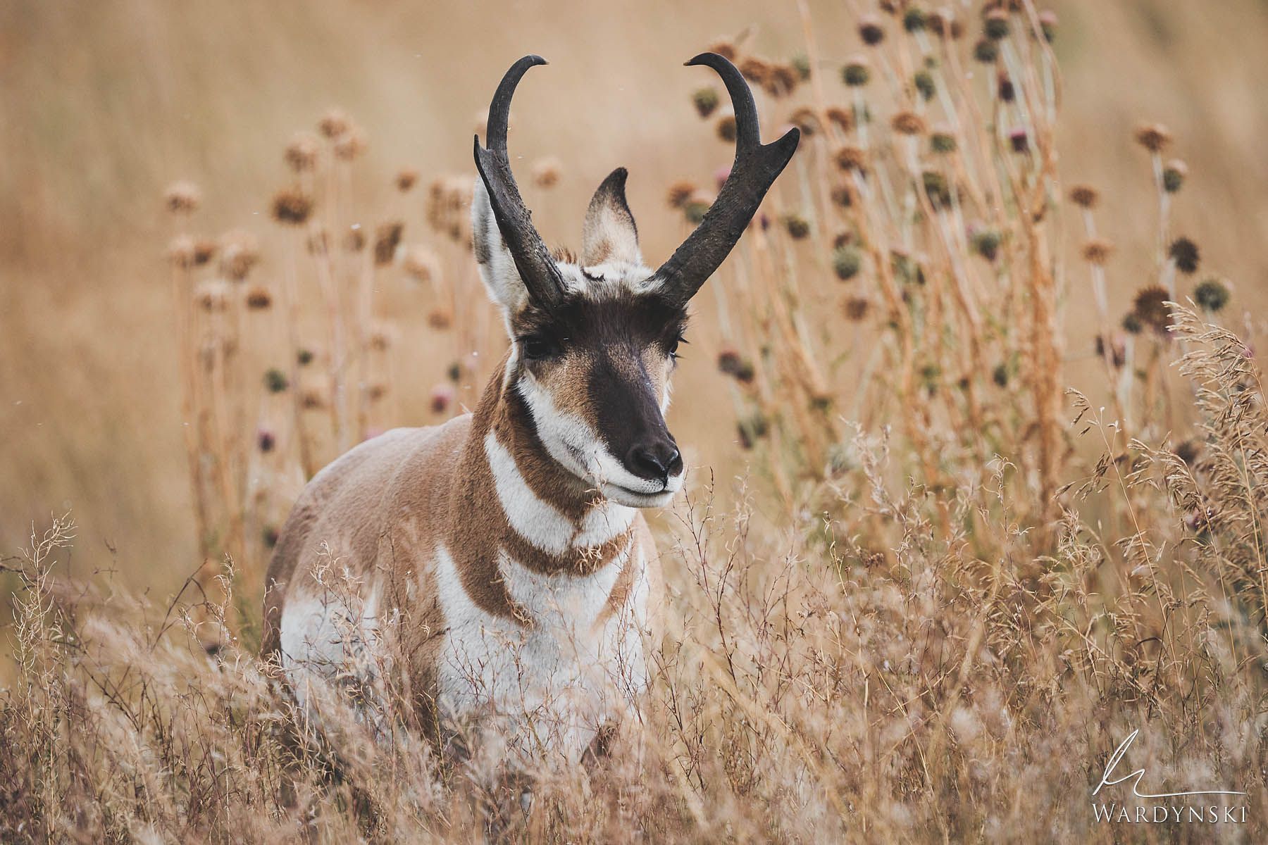 1800x1200 Autumn Pronghorn. Yellowstone National Park, Wyoming. Mike Wardynski Photography