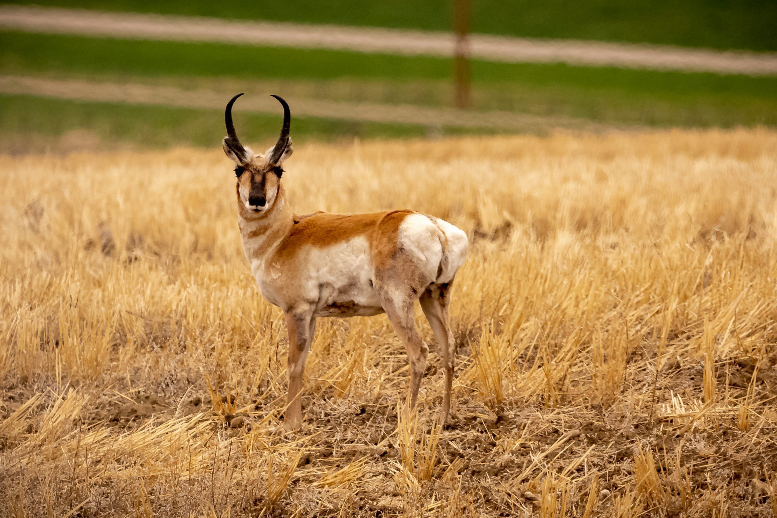 3000x2001 Pronghorn Picture. Download Free Image