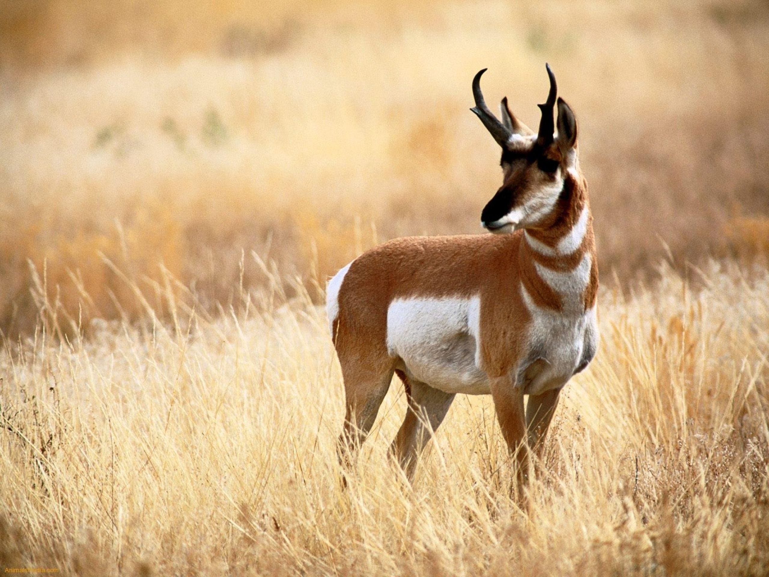 2560x1920 Majestic Pronghorn Antelope in Stunning HD Wildlife Wallpaper