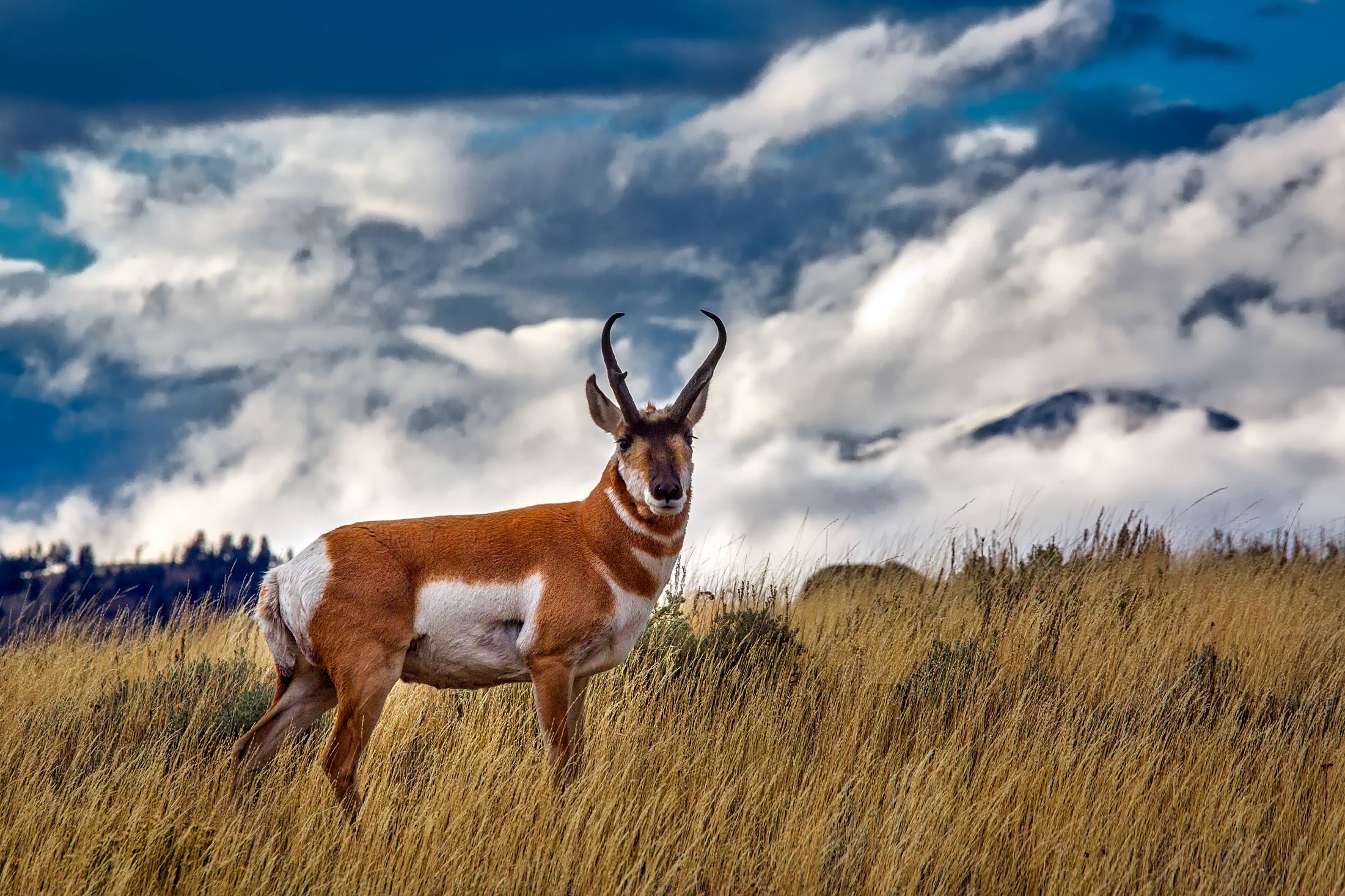 2201x1467 Free yellowstone national park pronghorn deer animal grass