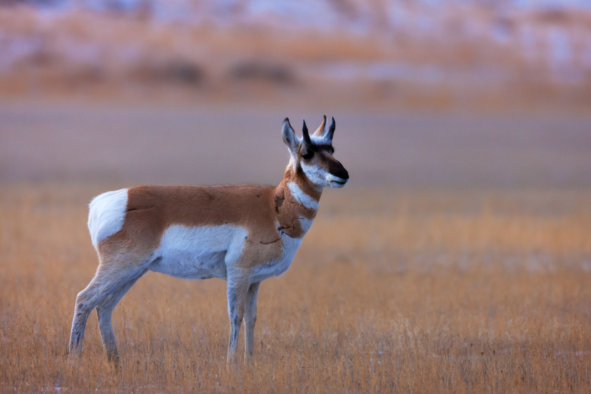 2000x1333 Pronghorn Antelope Photography Gallery of Wildlife Photo. Prints By Joseph C. Filer