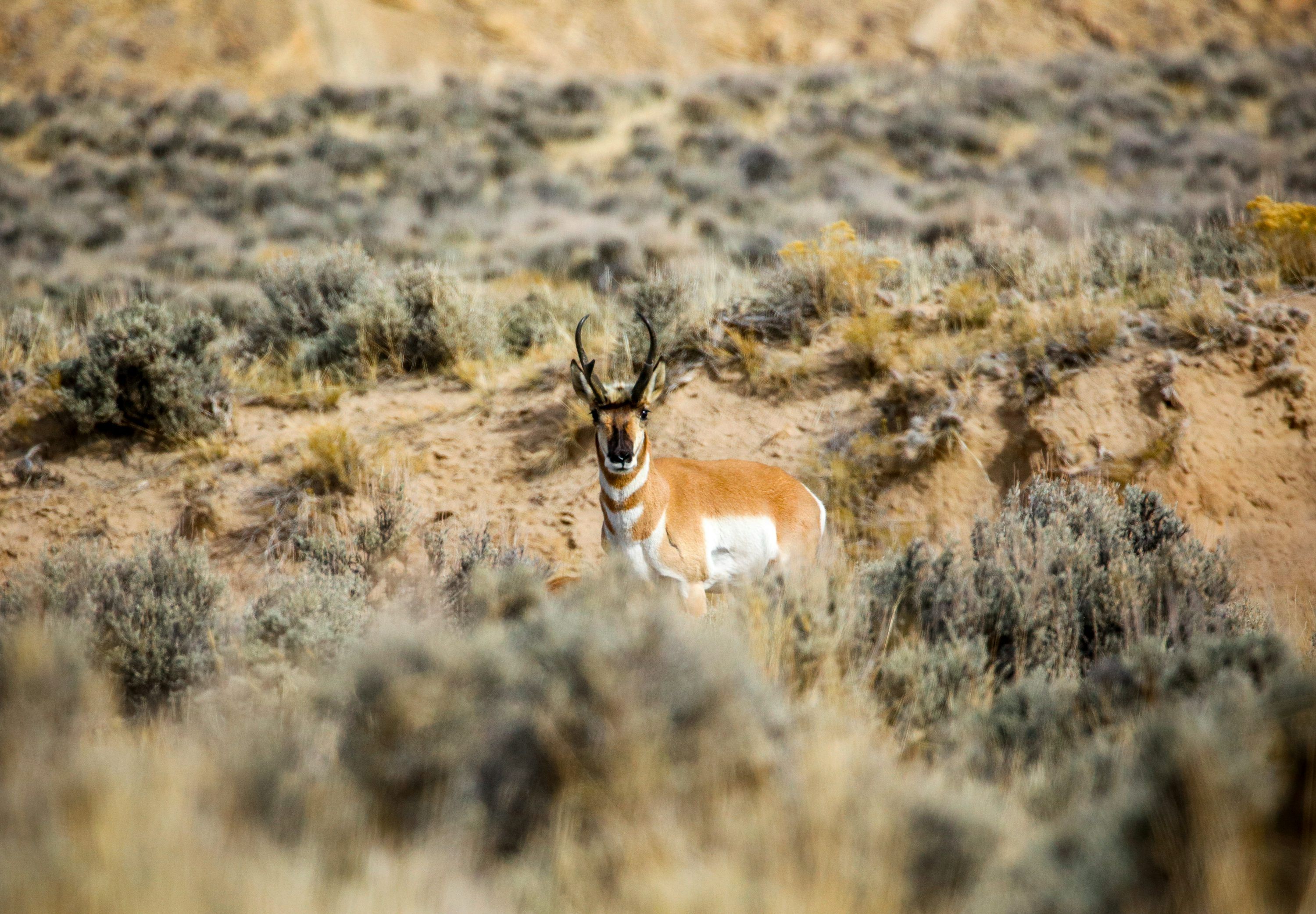 3000x2084 Pronghorn Picture. Download Free Image