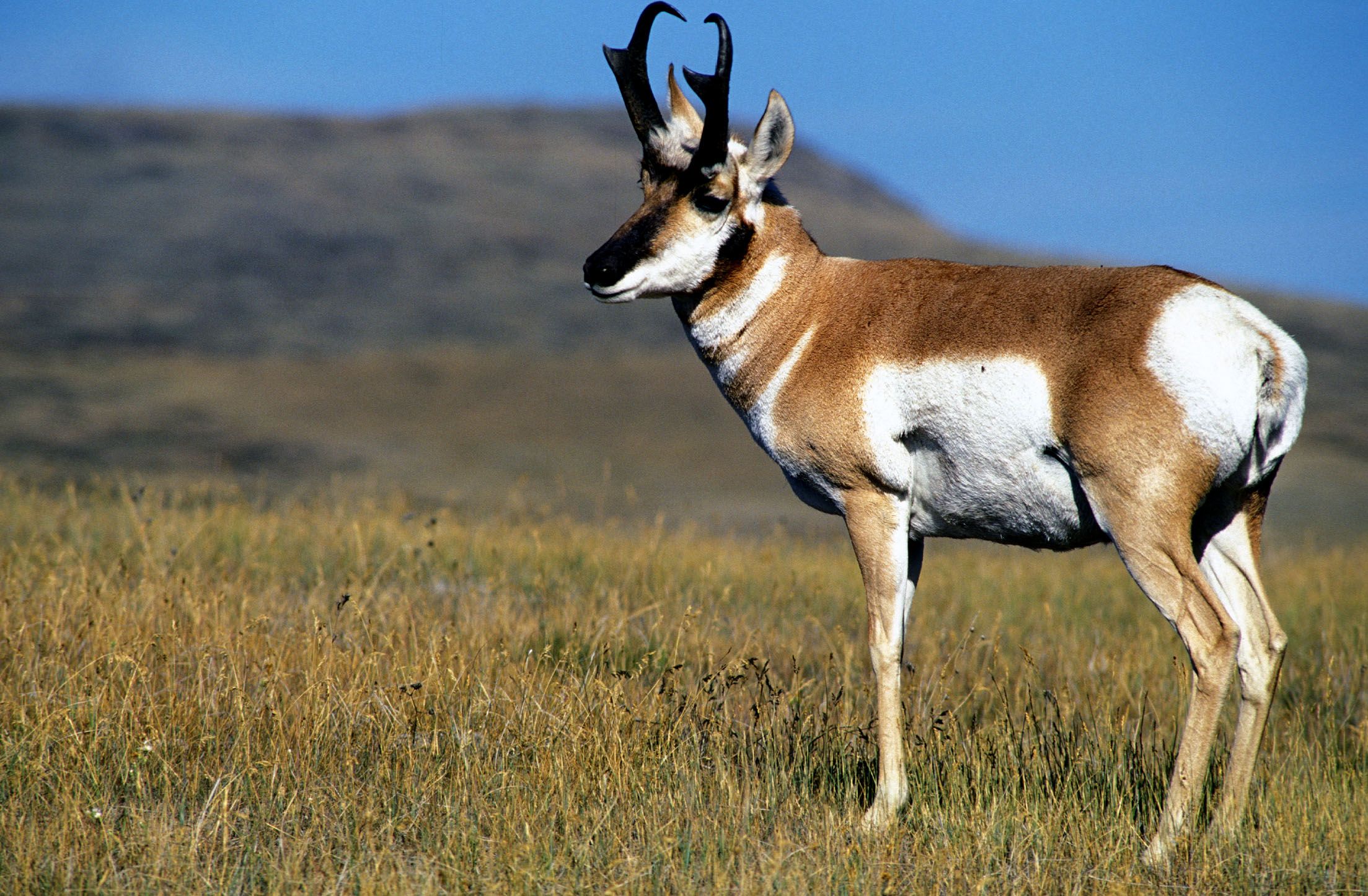 2207x1446 CMR Pronghorn