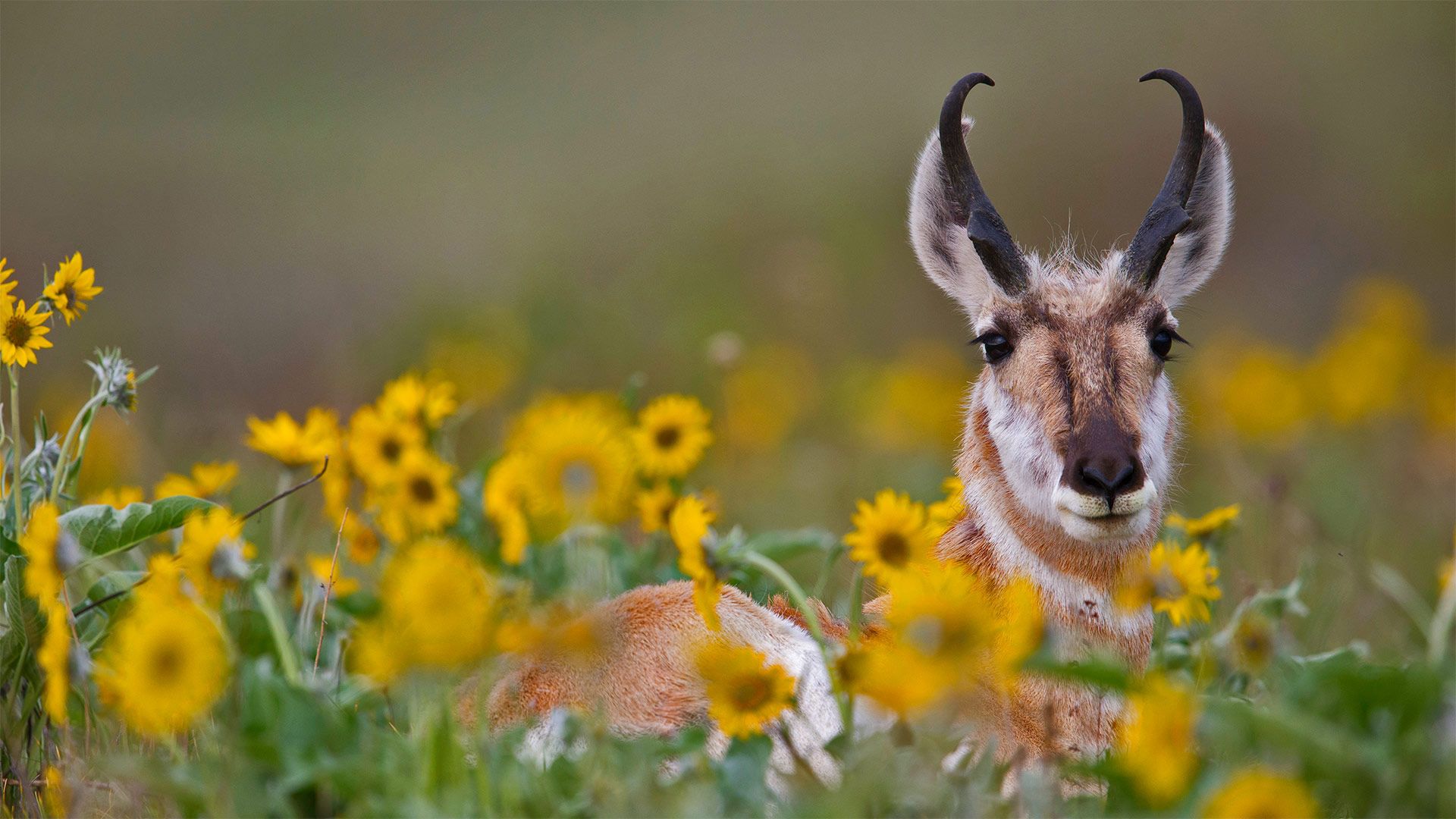 1920x1080 Bing image: In the path of the pronghorn Wallpaper Gallery