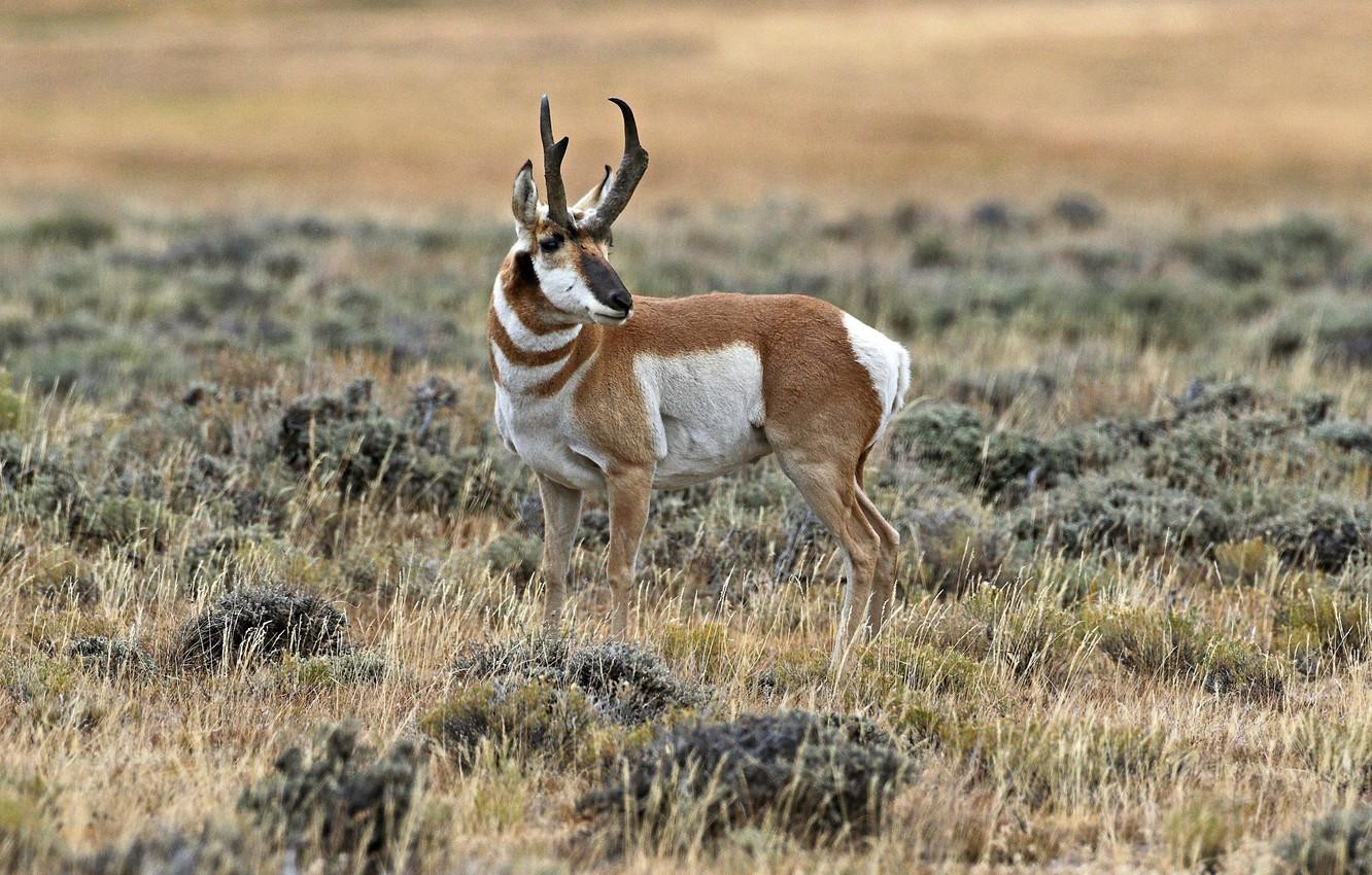 1332x850 Pronghorn Wallpaper