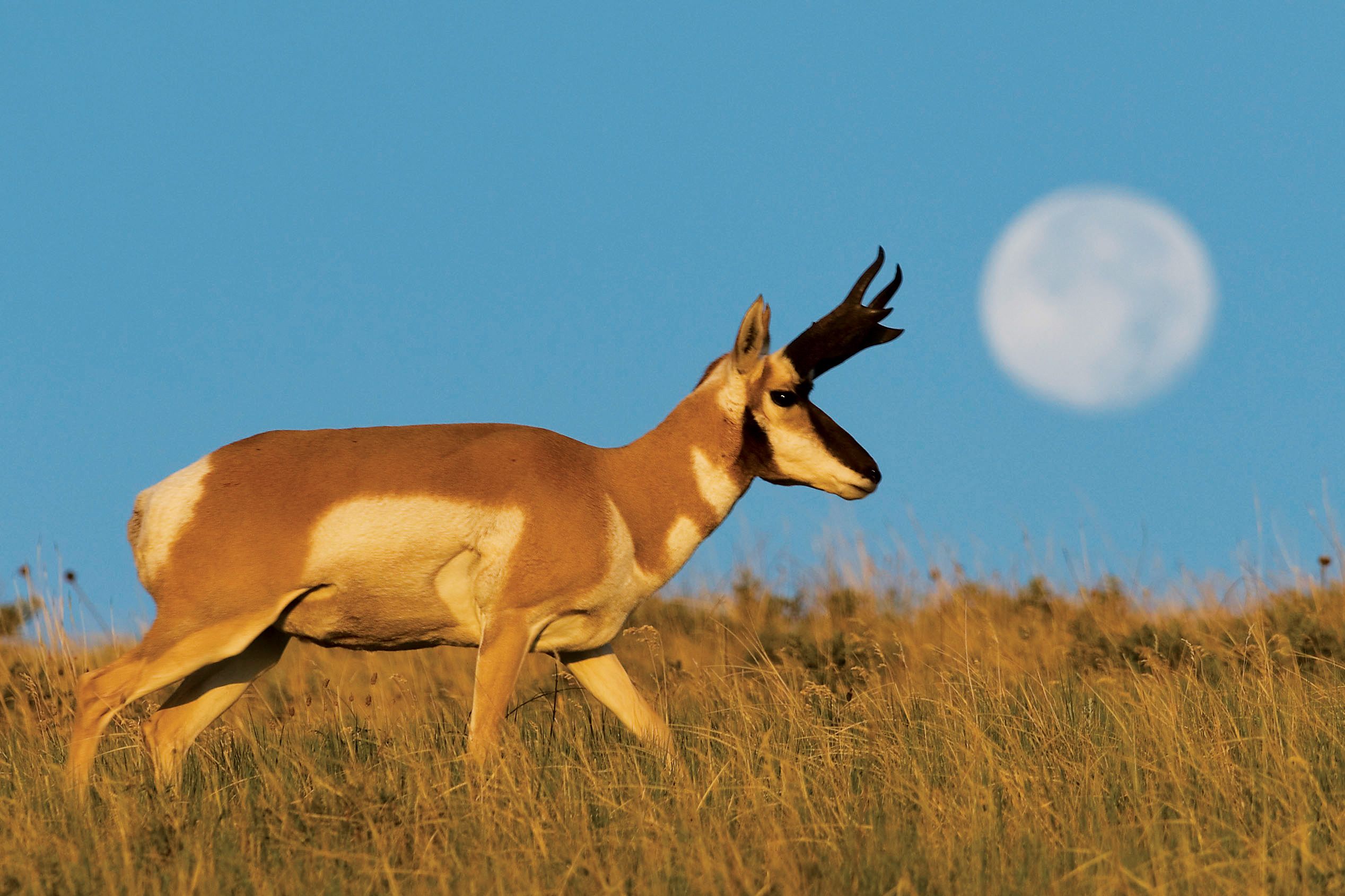 2536x1691 Photographs of America's pronghorn antelope Country News
