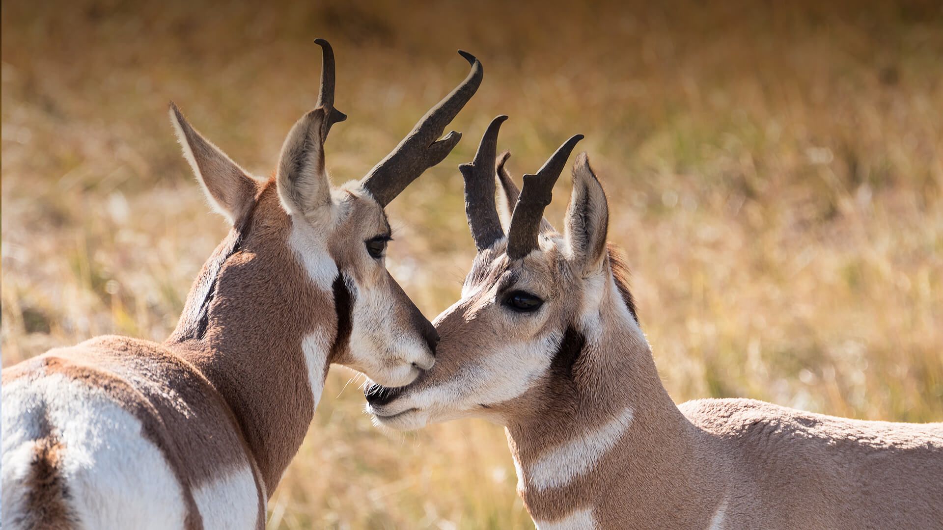 1920x1080 Pronghorn. San Diego Zoo Animals & Plants