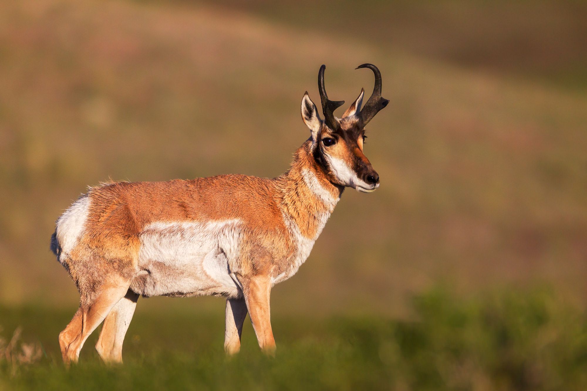 2000x1333 Pronghorn Antelope Photography Gallery of Wildlife Photo. Prints By Joseph C. Filer