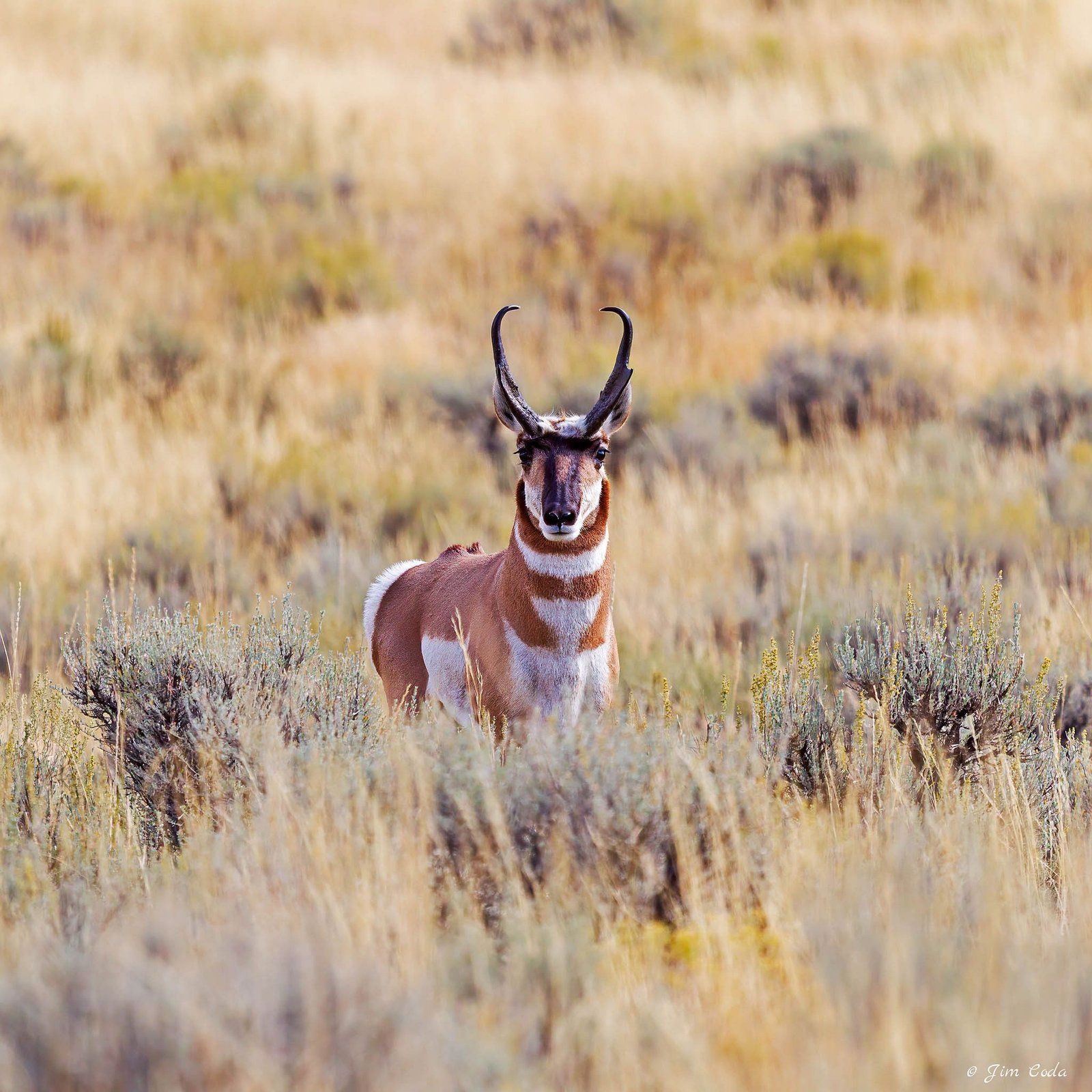 1600x1600 Pronghorn in a Field. Buy a Photo Print