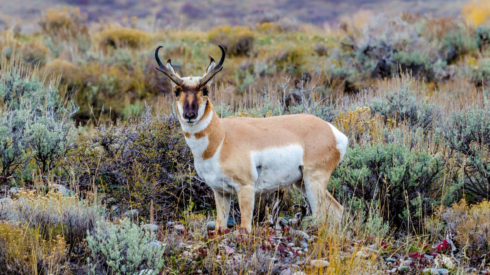 1600x900 An Auspicious Return · National Parks Conservation Association
