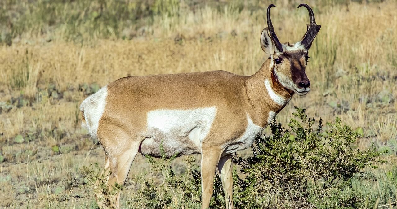1280x675 Free Pronghorn Antelope & Pronghorn Image
