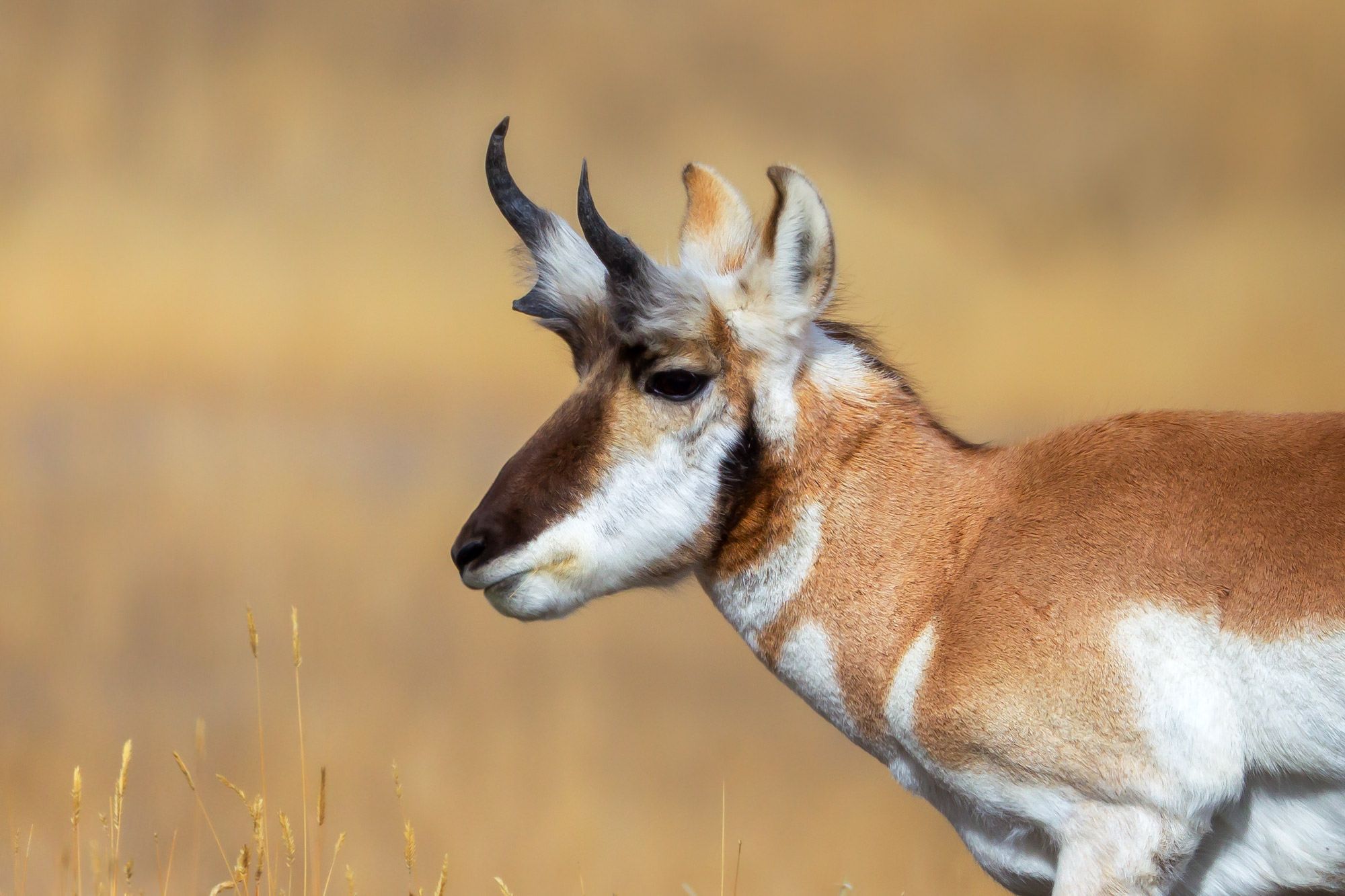2000x1333 Pronghorn Antelope Photography Gallery of Wildlife Photo. Prints By Joseph C. Filer