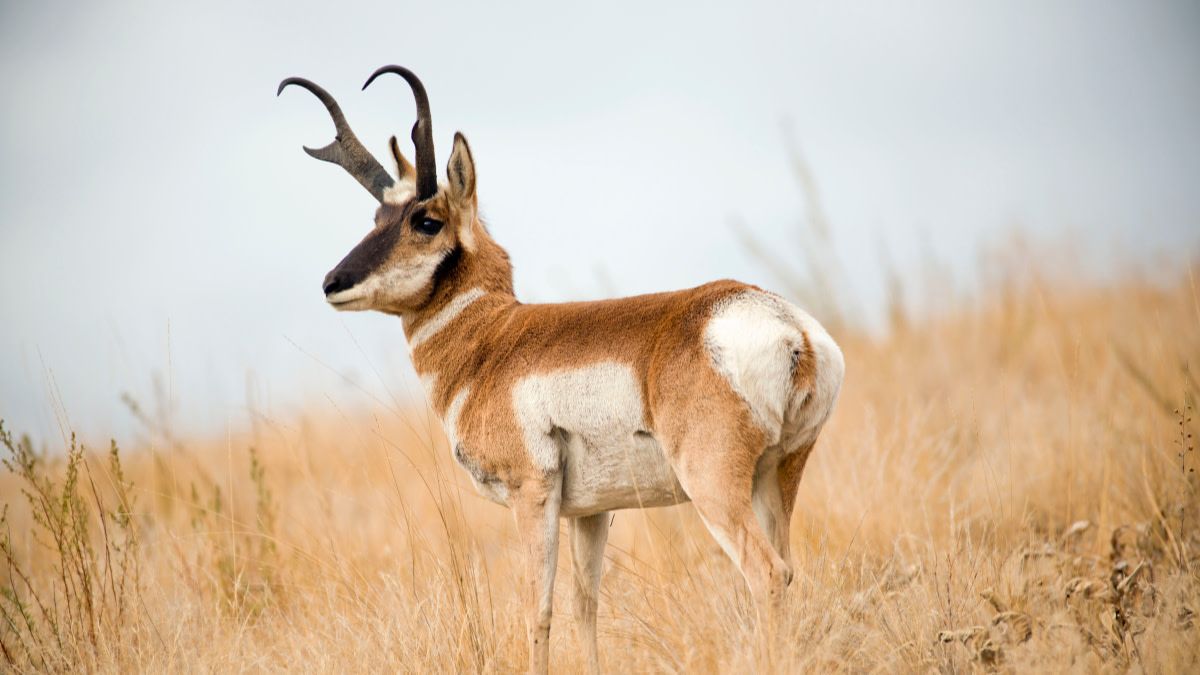 1200x675 The Best States for Your First Antelope Hunt