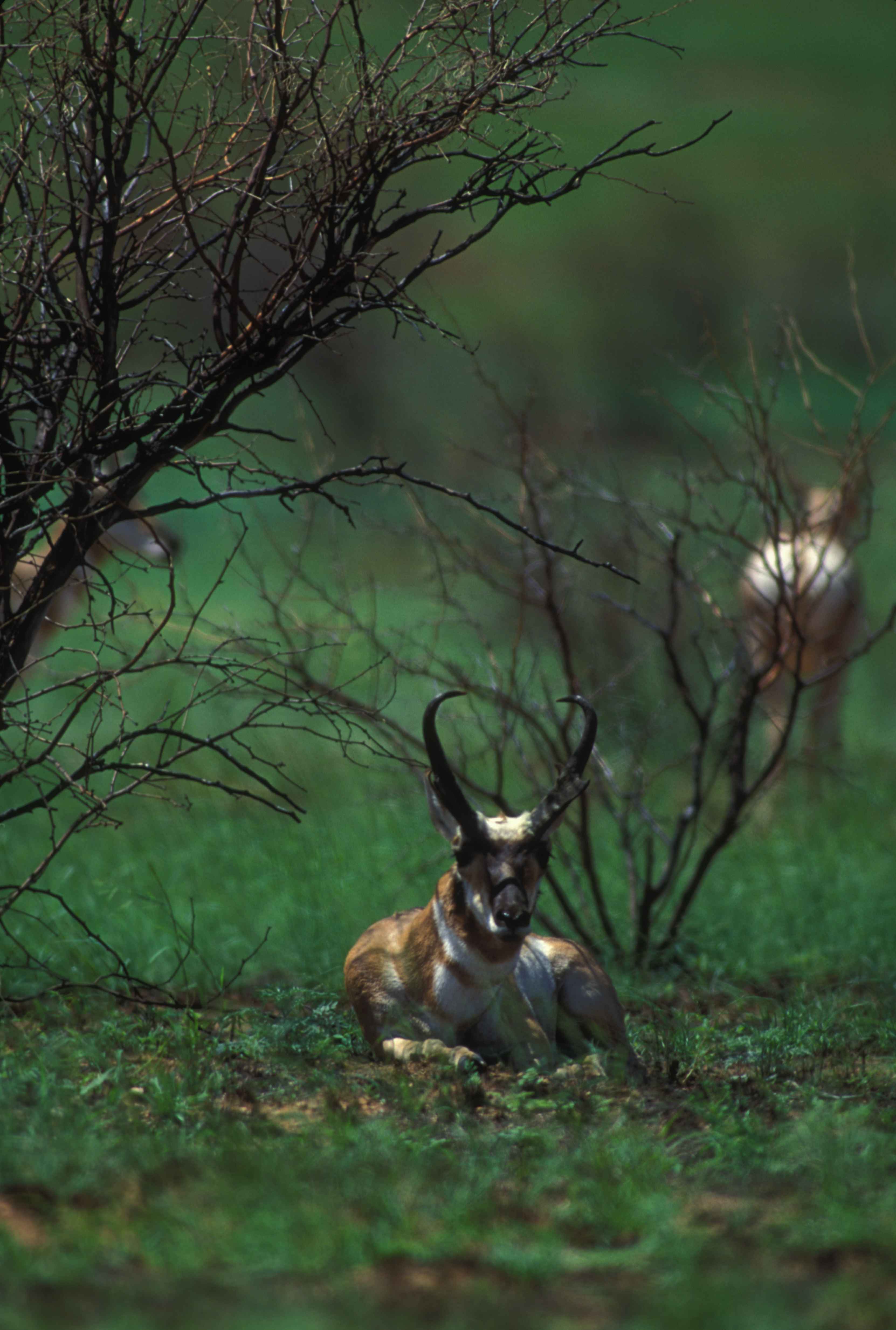 3324x4932 Pronghorn antelope resting among