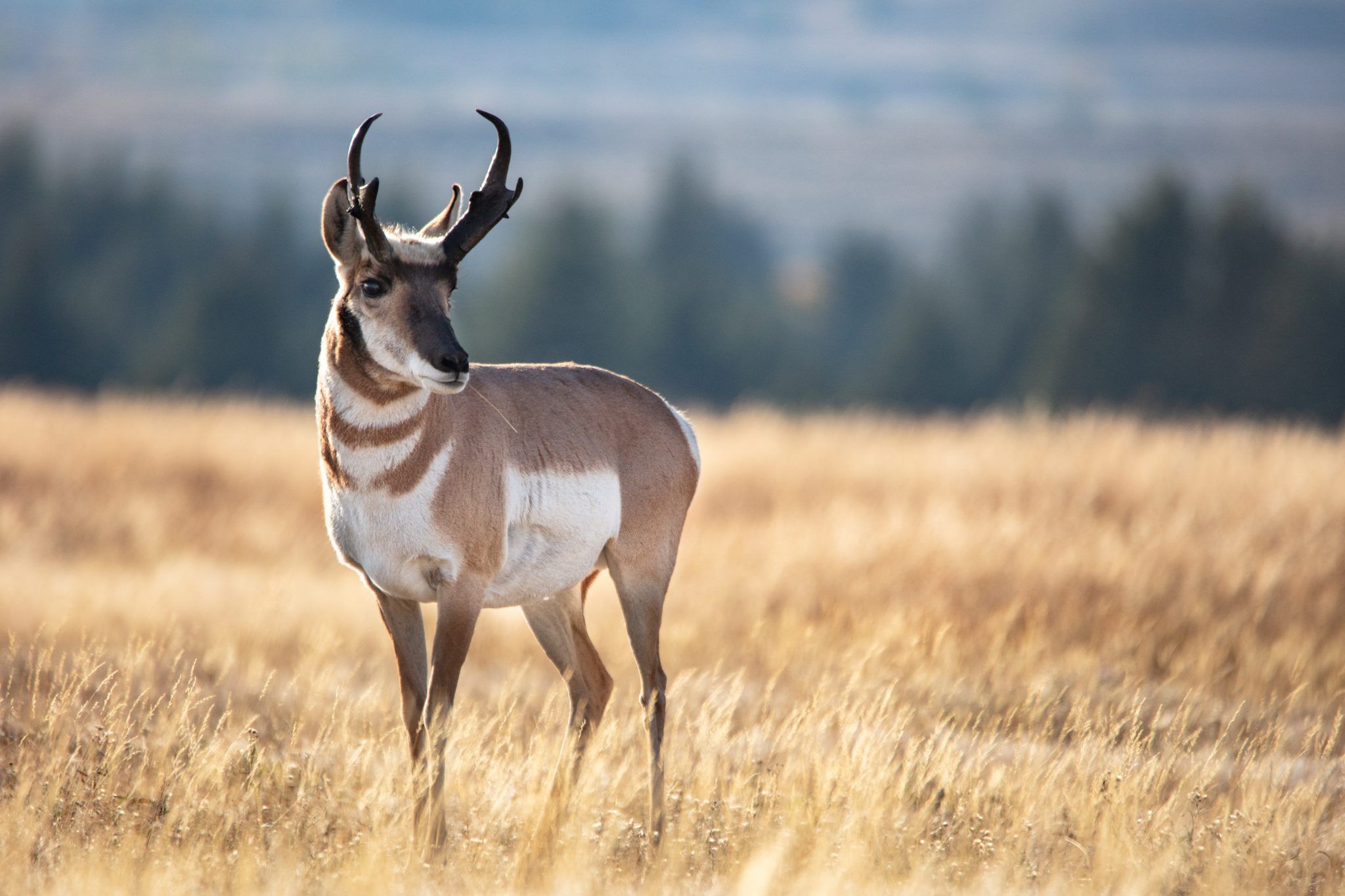 2048x1365 When an Archery Pronghorn Hunt Goes Wrong