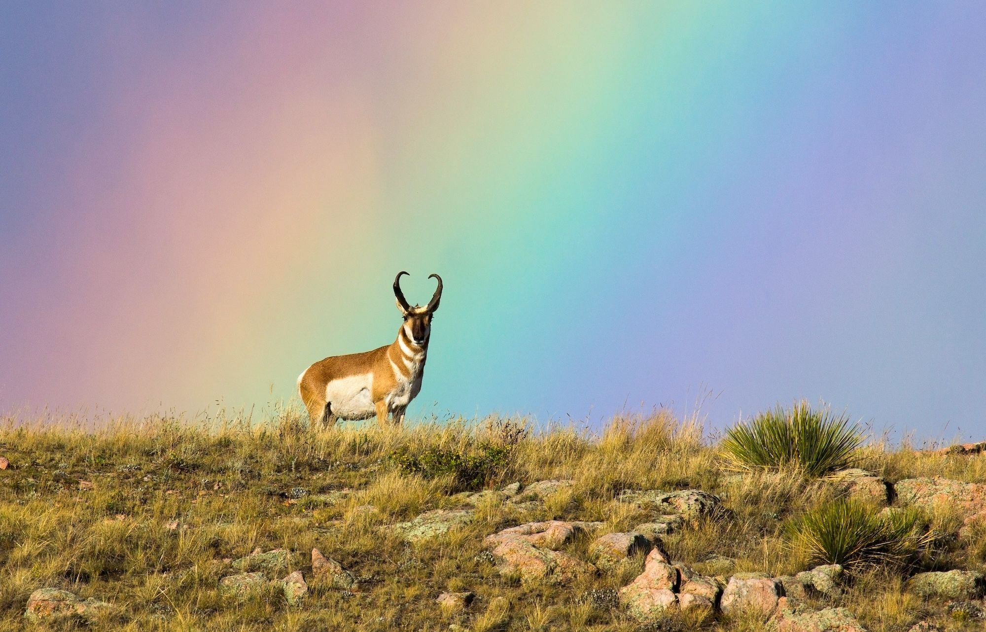 2000x1282 Cool Facts About the Pronghorn and Its Migration Green Science