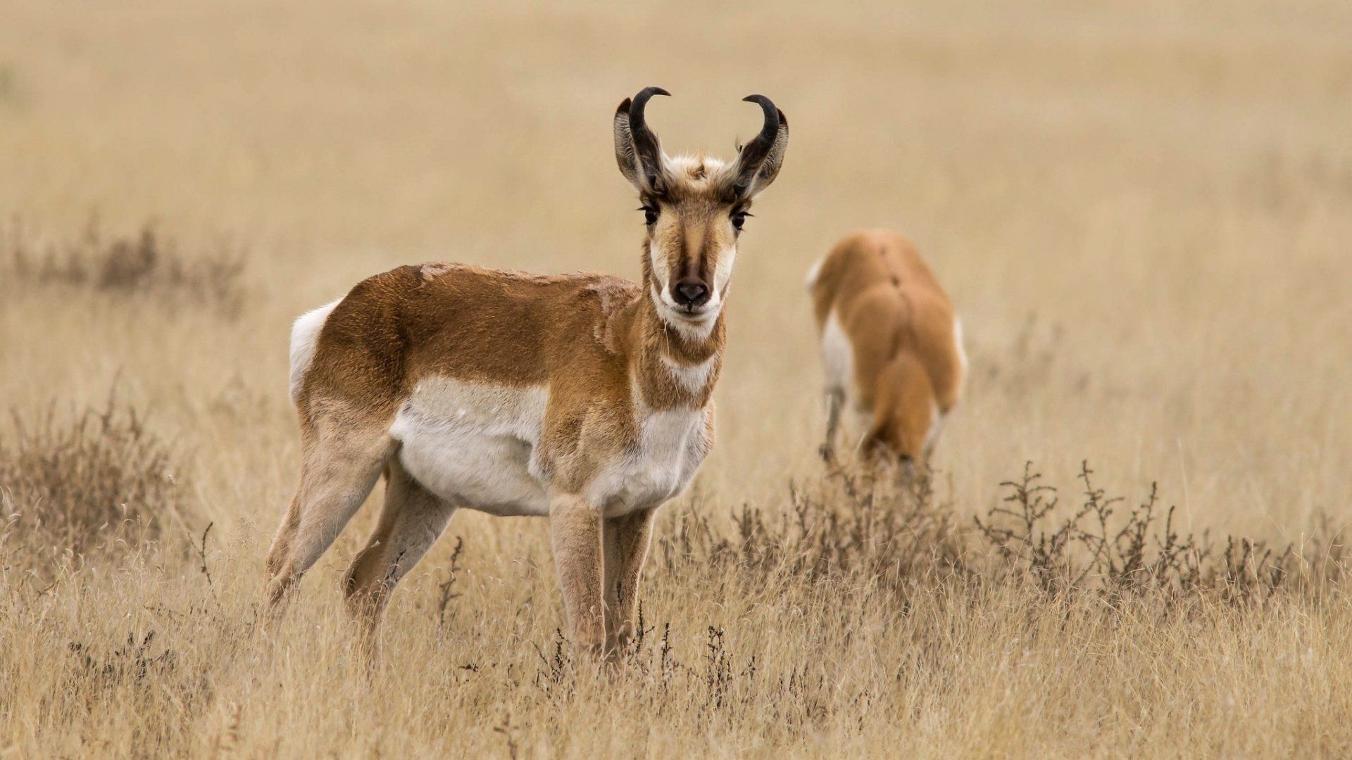 1920x1080 Majestic Pronghorn Antelope in HD Wilderness Wallpaper
