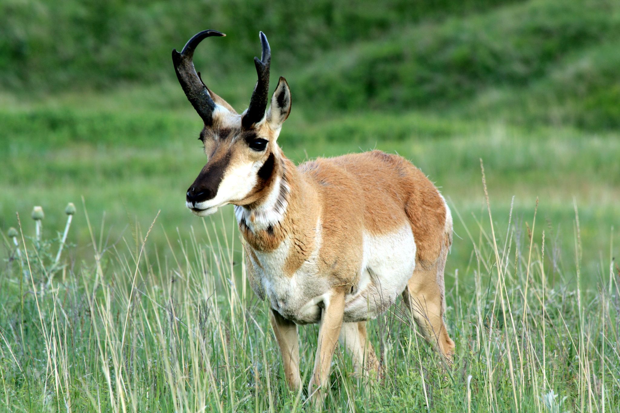 2048x1365 Did You Know Pronghorns Shed Their Horns?