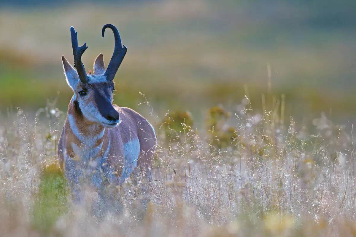 1200x800 When Pronghorns are Scarce, Every Chance Needs to Count