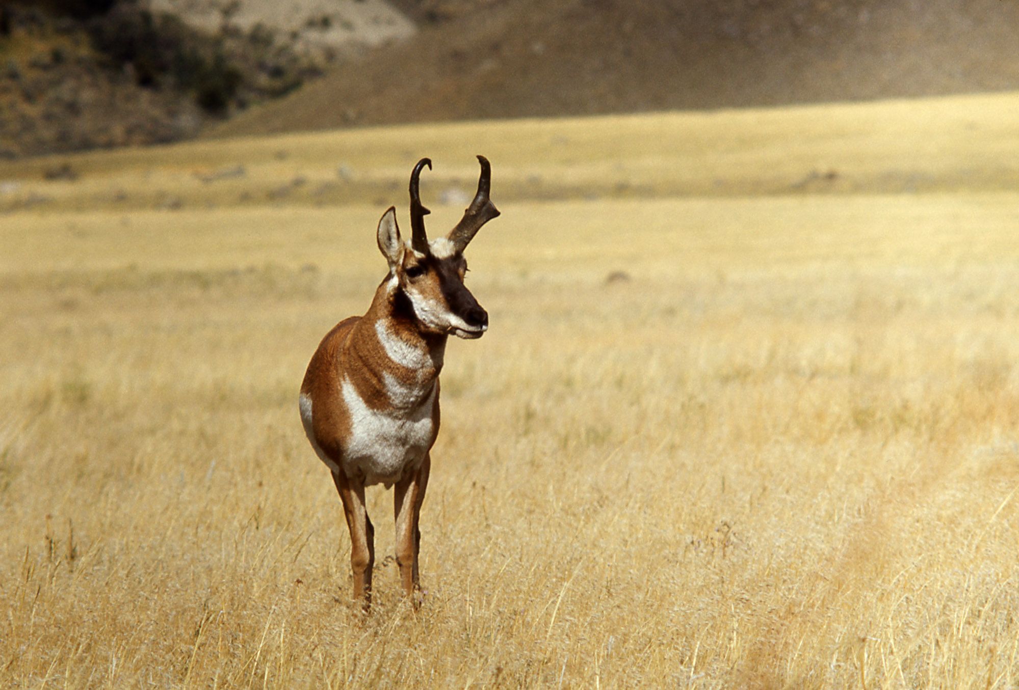 1999x1355 Yellowstone's Photo Collection