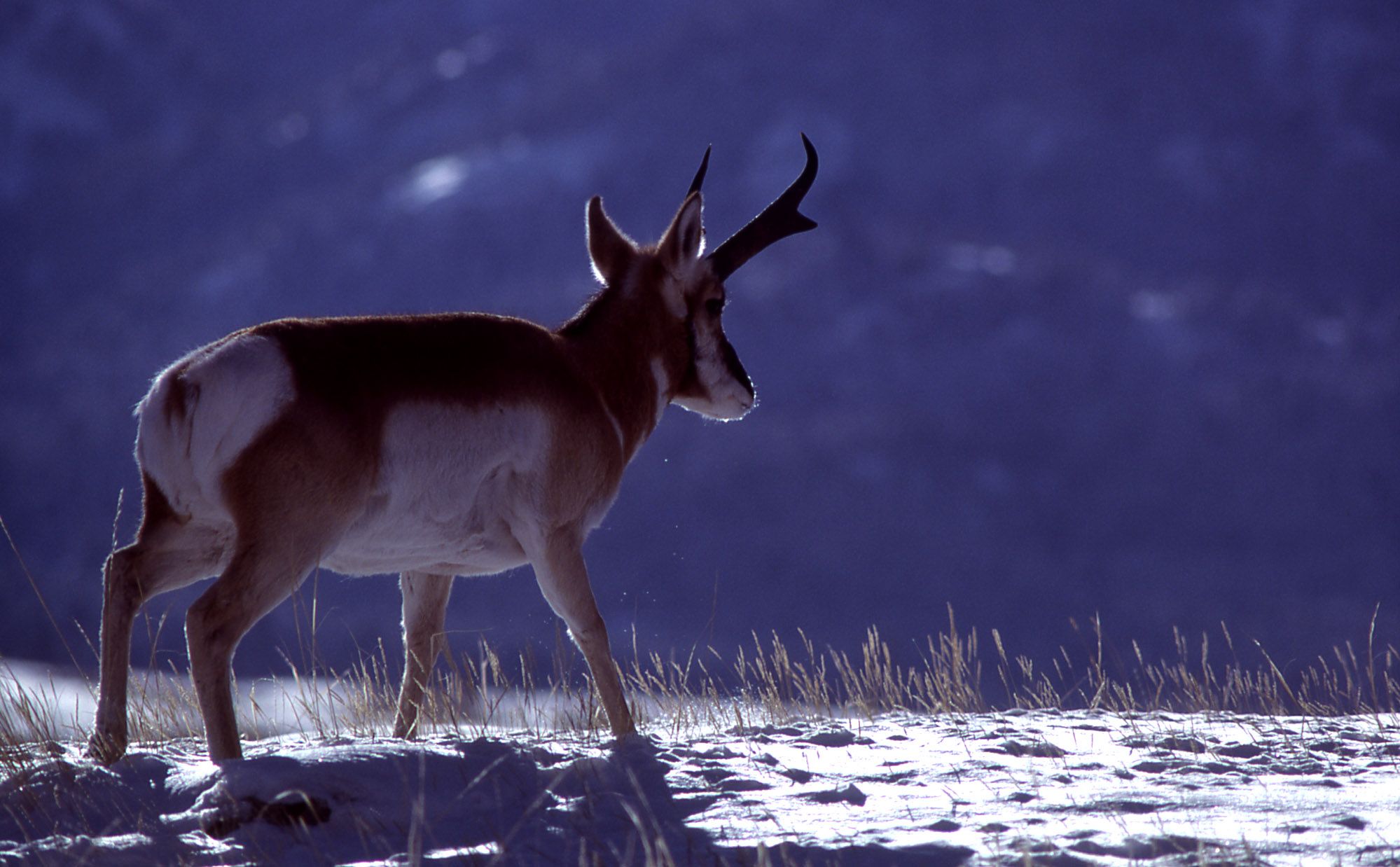 1999x1238 Yellowstone's Photo Collection