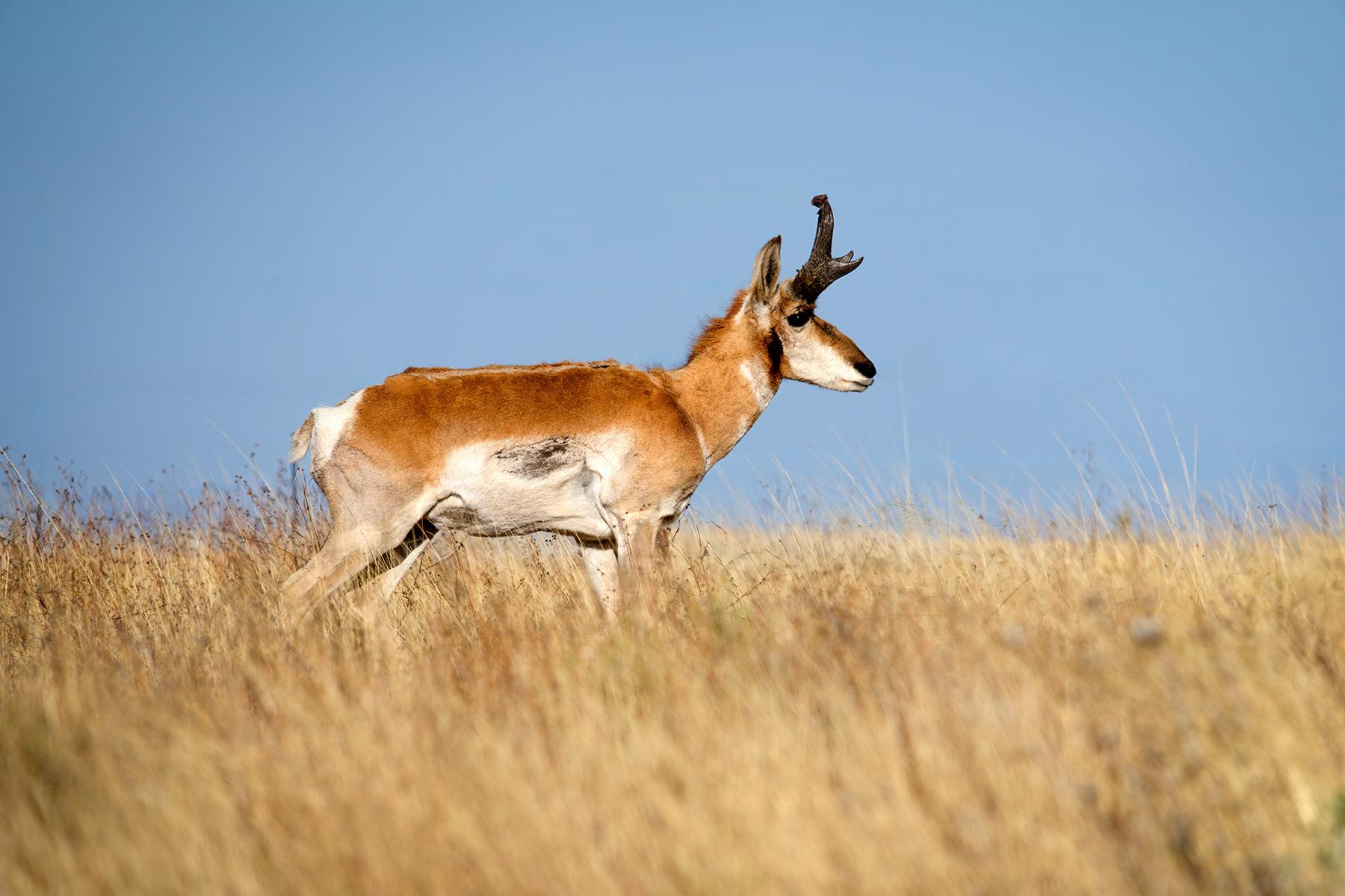1800x1200 Pronghorn Sonoita Arizona