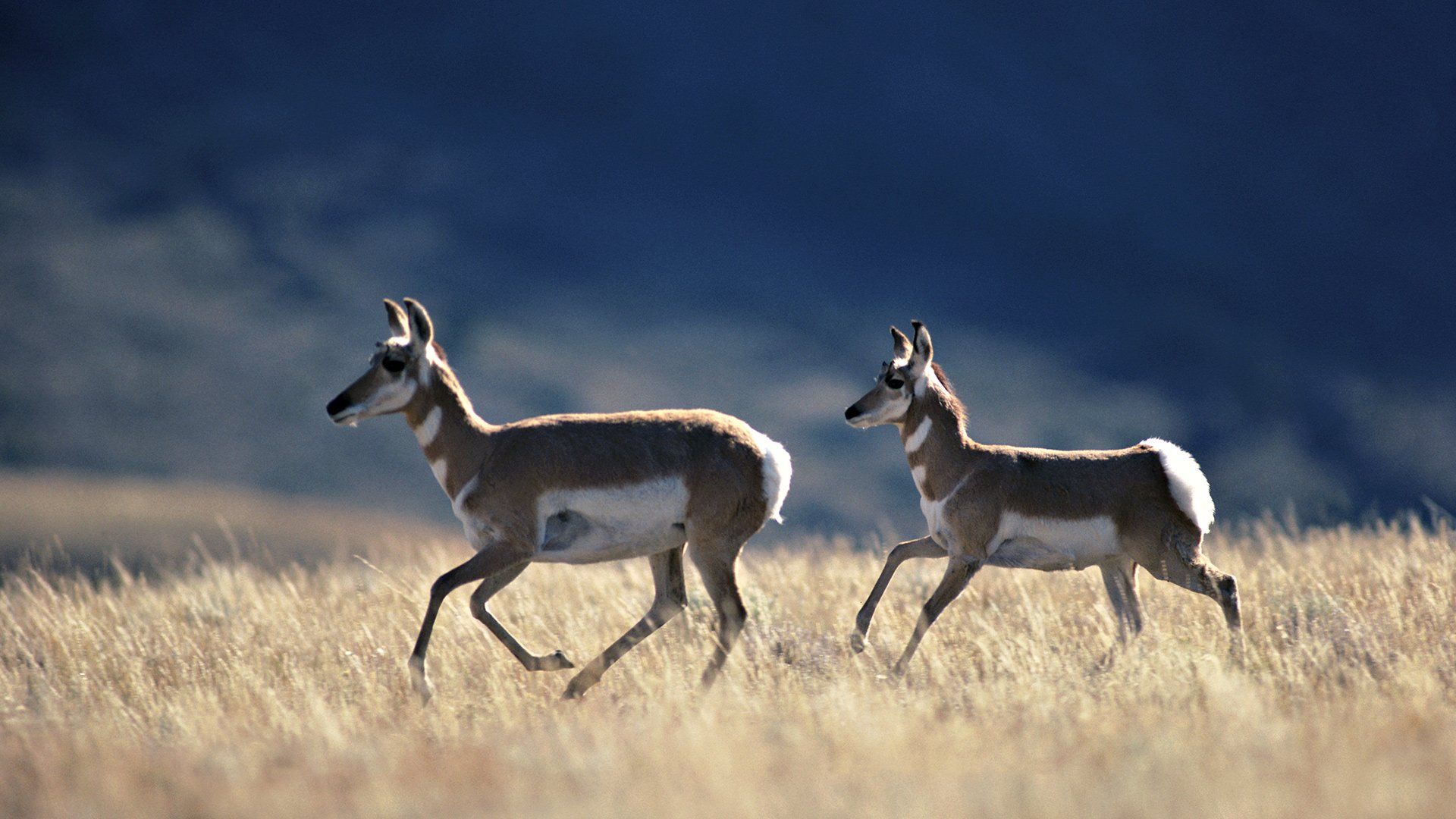1920x1080 Pronghorn Antelope