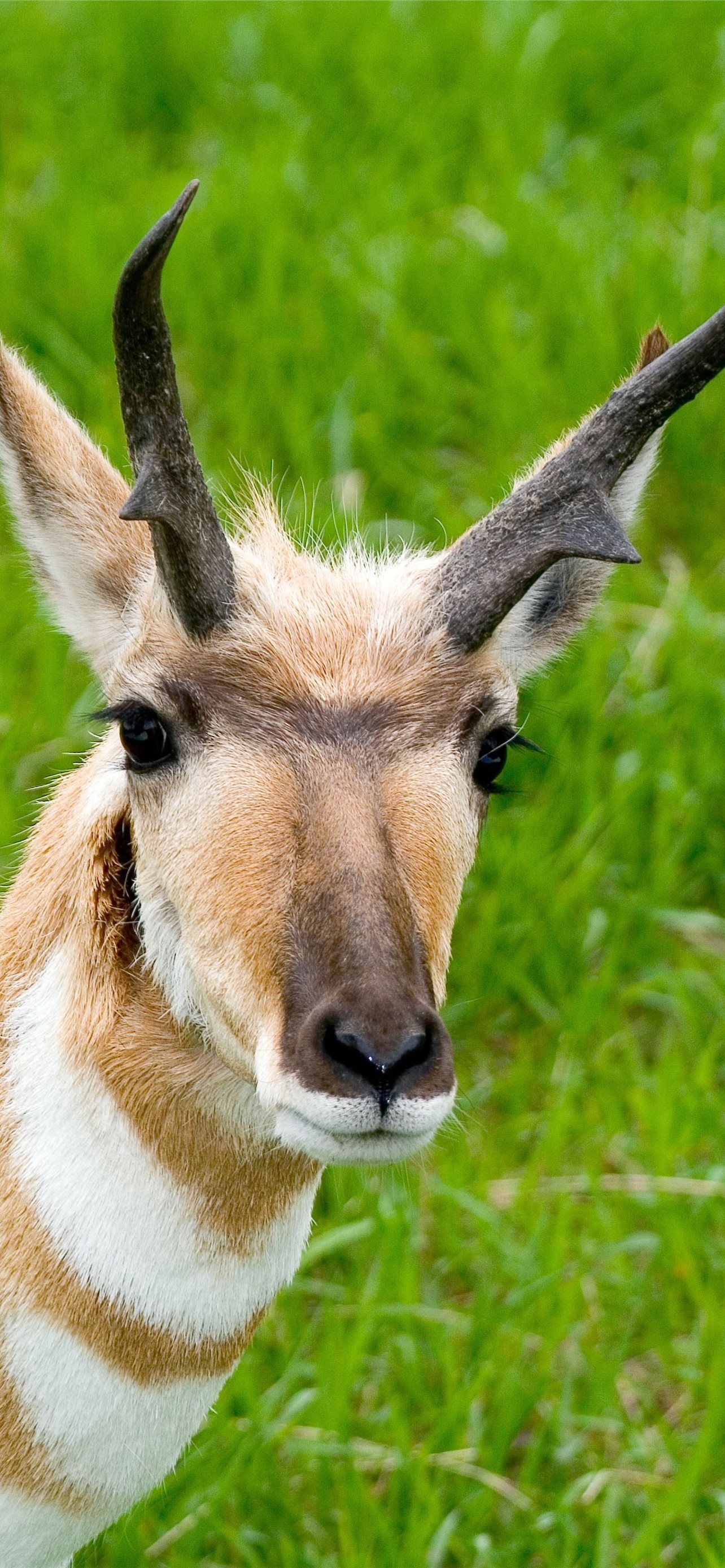 1284x2778 Best Pronghorn iPhone HD Wallpaper