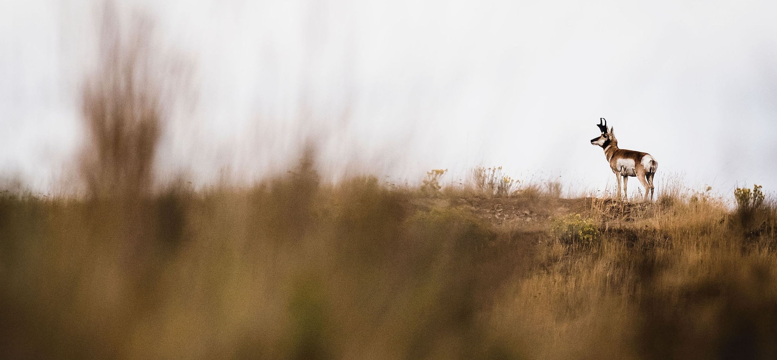 2592x1200 How To Find Pronghorn With E Scouting And Advanced Mapping