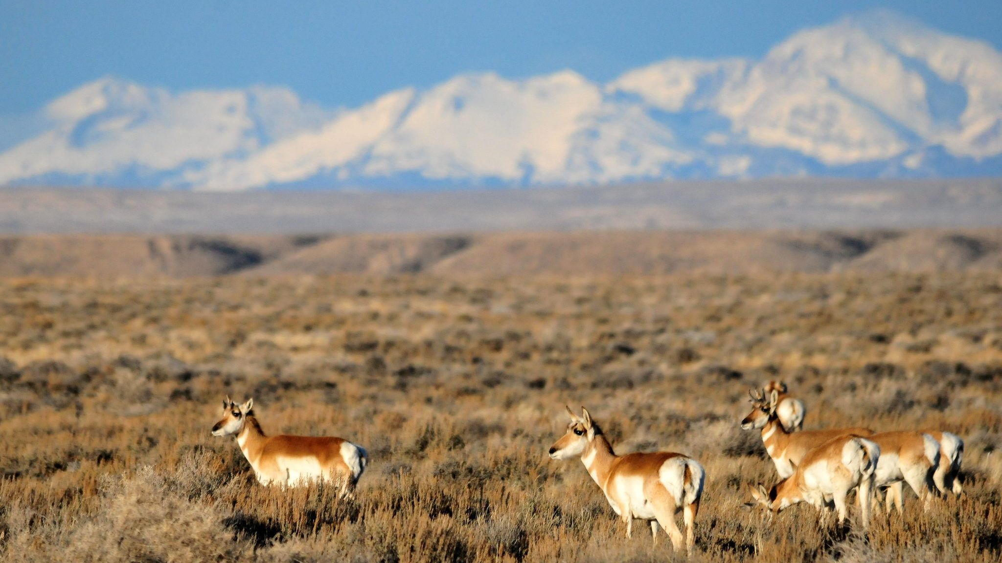 2048x1152 pronghorn antelope Archives National Wildlife Federation Blog