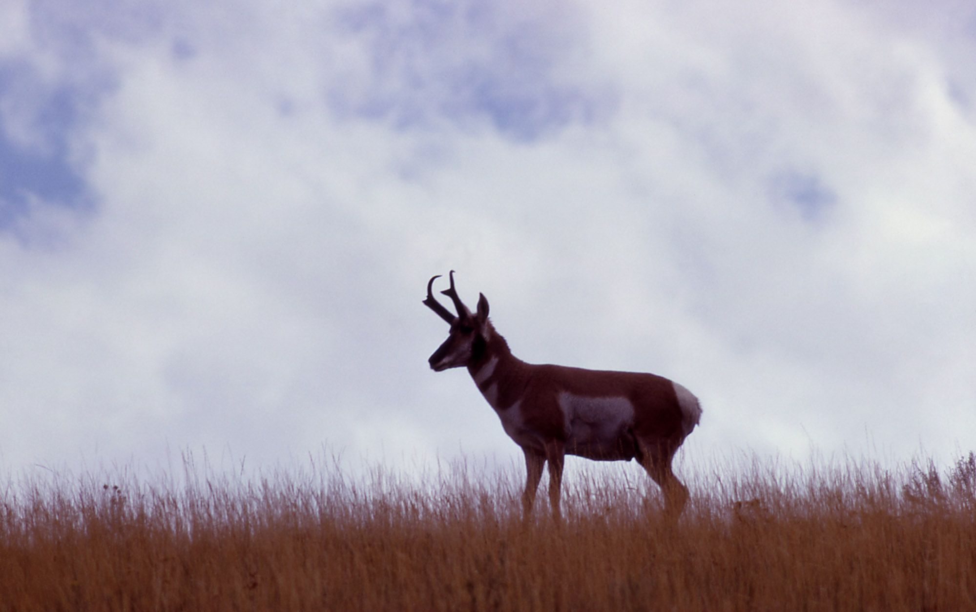 1999x1254 Yellowstone's Photo Collection