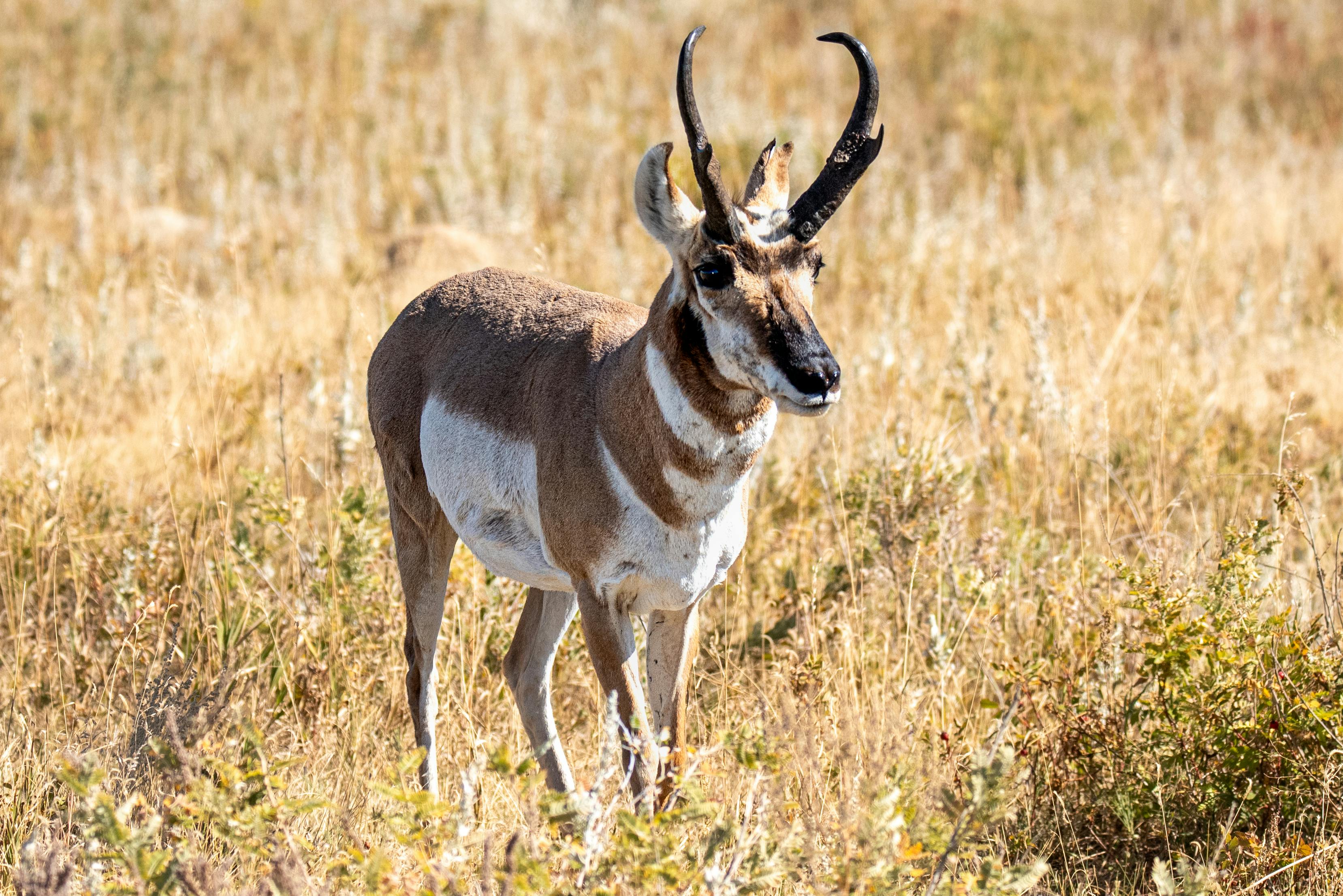 3315x2213 Pronghorn Antelope in South Dakota Grasslands · Free