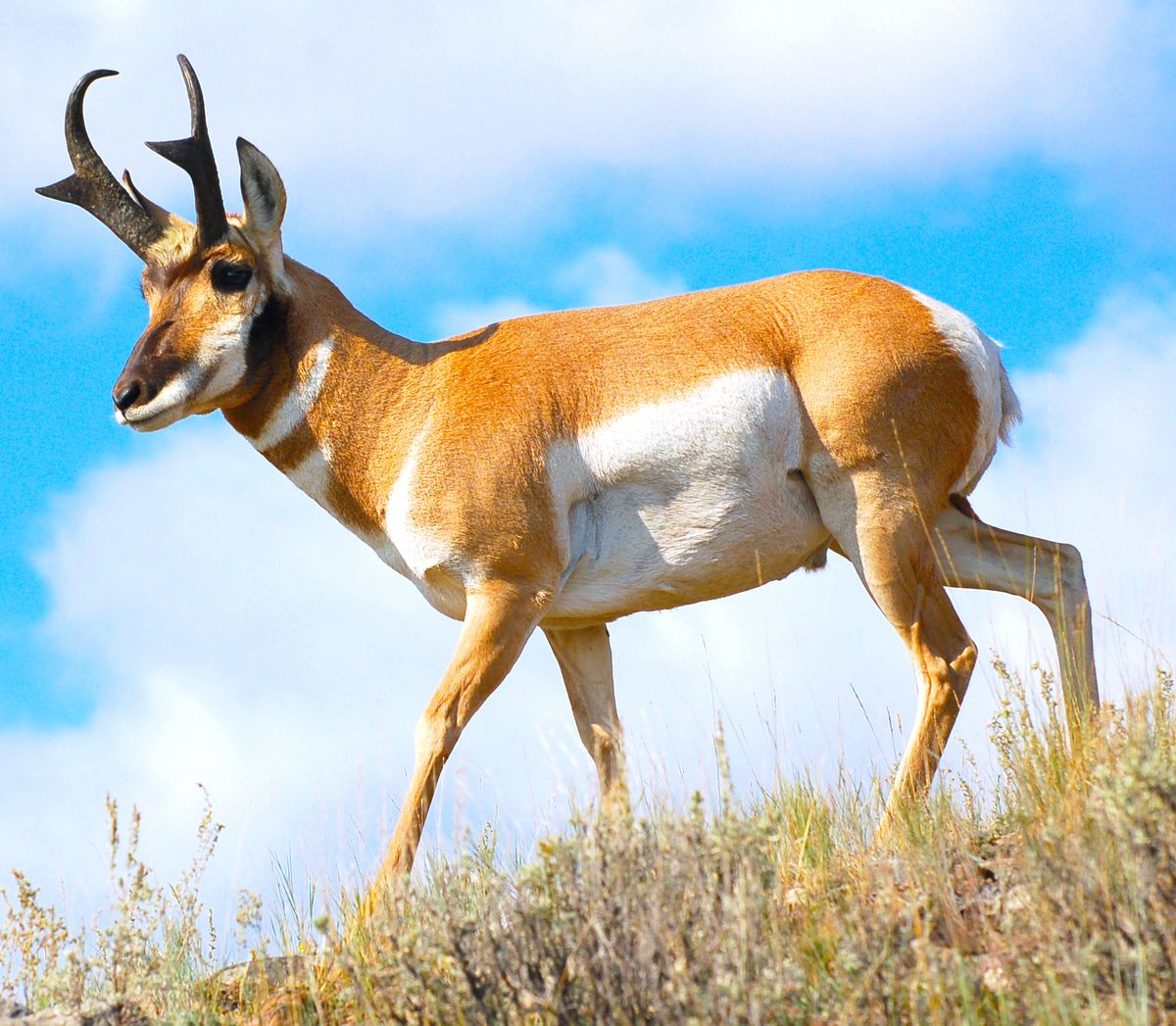 1200x1047 A Conservation Success for Pronghorn