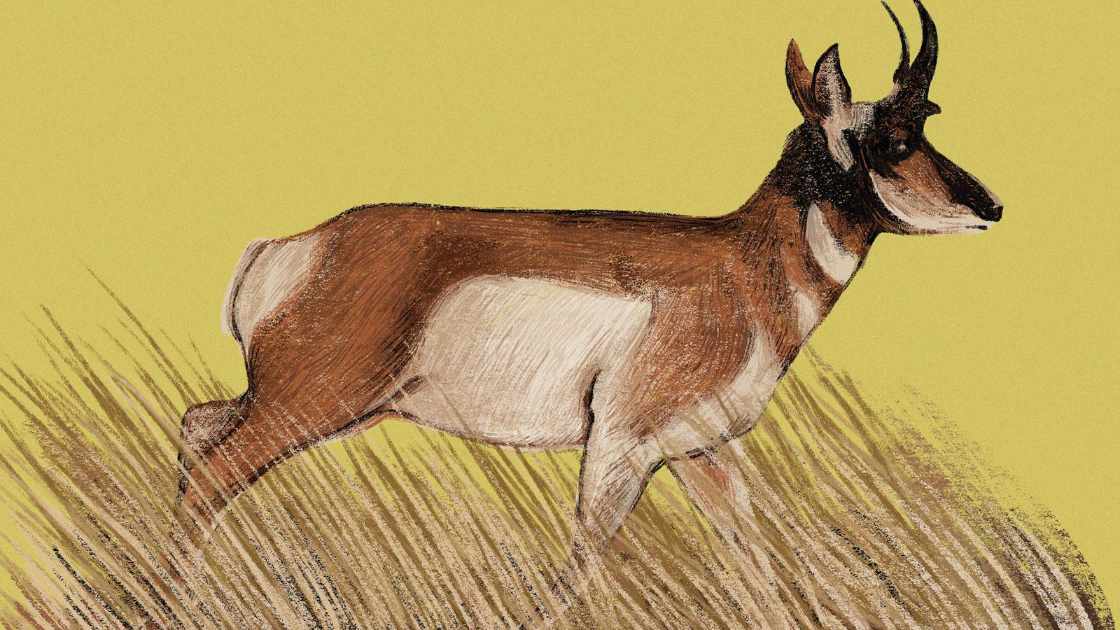 1600x900 The Pronghorn, America's Fastest Land Mammal, Rules the Texas Desert and Plains